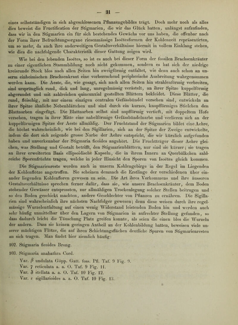 eines selbstständigen in sich abgeschlossenen Pflanzengebildes trägt. Doch mehr noch als alles dies beweist die Fructification der Stigmarien, die wir das Glück hatten, unlängst aufzufinden, dass wir in den Stigmarien ein für sich bestehendes Gewächs vor uns haben, die offenbar nach der Form ihrer Befruchtungsorgane riesenmässige Isoetesformen der Kolilenzeit repräsentirten, um so mehr, da auch ihre anderweitigen Gestaltsverhältnisse hiermit in vollem Einklang stehen, wie dies die nachfolgende Charakteristik dieser Gattung zeigen wird. Wie bei den lebenden Isoetes, so ist es auch bei dieser Form der fossilen Brachsenkräuter zu einer eigentlichen Stammbildung noch nicht gekommen, sondern es bat sich der niedrige kreisrunde Stock blos nach allen feiten hin zweigförmig entfaltet, wie denn auch schon an un- serm einheimischen Brachsenkraut eine vorheiTschend peripherische Ausbreitung wahrgenommen werden kann. Die Aeste, die, wie gesagt, sich nach allen Selten hin strahlenförmig verbreiten, sind ursprünglich rund, dick und lang, unregelmässig verästelt, an ihrer Spitze kuppelförmig abgerundet und mit zahlreichen quincunxial gestellten Blättern bekleidet. Diese Blätter, die rund, fleischig, mit nur einem einzigen centralen Gefässbündel versehen sind, entwickeln an ihrer Spitze ähnliche Nebenblättchen und sind durch ein kurzes, knopfförmiges Stlelchen den Blattnarben eingefügt. Die Blattnarben selbst sind napfförmig vertieft, mit doppeltem Hofe versehen, tragen in ihrer Mitte eine nabelförmige Gefässbündelnarbe und verlieren sich an der kuppelförmigen Spitze der Aeste allmählig. Der Fruchtstand der Stigmarien bildet eineAehre, die höchst wahrscheinlich, wie bei den Sigillarien, sich an der Spitze der Zweige entwickelte, indem die dort sich zeigende grosse Narbe der Aehre entspricht, die wir kürzlich aufgefunden haben und unverkennbar der Stlgmaria ficoldes angehört. Die Fruchtträger dieser Aehre glei- chen, was Stellung und Gestalt betrifft, den Stigmarlenblättern, nur sind sie kürzer; sie tragen an ihrer erweiterten Basis elllpsoidlsche Kapseln, die in ihrem Innern an Querbälkchen zahl- reiche Sporenfrüchte tragen, welche in jeder Hinsicht den Sporen von Isoetes gleich kommen. Die Stlgmarienreste werden auch in unserm Kohlengebirge in der Regel im Liegenden der Kolilenflötze angetrofifen. Sie scheinen demnach die Erstlinge der verschiedenen über ein- ander liegenden Kohlenfloren gewesen zu sein. Die Art ihres Vorkommens und ihre äusseren Gestaltsverhältnisse sprechen ferner dafür, dass sie, wie unsere Brachsenkräuter, dem Boden stehender Gewässer entsprossten, zur allmähligen Trockenlegung solcher Stellen beitrugen und > so den Boden geschickt machten, andere Geschlechter von Pflanzen zu ernähren. Die Sigilla- rien sind wahrscheinlich ihre nächsten Nachfolger gewesen; denn diese weisen durch ihre regel- mässige Wurzelentfaltung auf einen wenig Widerstand leistenden Boden hin und werden aucli sehr häufig unmittelbar über den Lagern von Stigmarien in aufrechter Stellung gefunden, so dass dadurch leicht die Täuschung Platz greifen konnte, als seien die einen blos die Wurzeln der andern. Dass sie keinen geringen Antheil an der Kohlenbildung hatten, beweisen viele un- serer mächtigen Flötze, die auf ihren Schichtungsflächen deutliche Spuren von Stigmarienresten an sich tragen. Man findet hier ziemlich häufig: 102. Stigmaria ficoides Brong. 103. Stigmaria anabathra Cord. Var. ß undulata Göpp. Gatt. foss. Pfl. Taf. 9 Fig. 9. Var. 7 reticulata a. a. O. Taf. 9 Fig. 11. Var. B stellata a. a. ü. Taf. 10 Fig. 12. Var. e sigillarioides a. a. 0. Taf. 10 Fig. 13. b