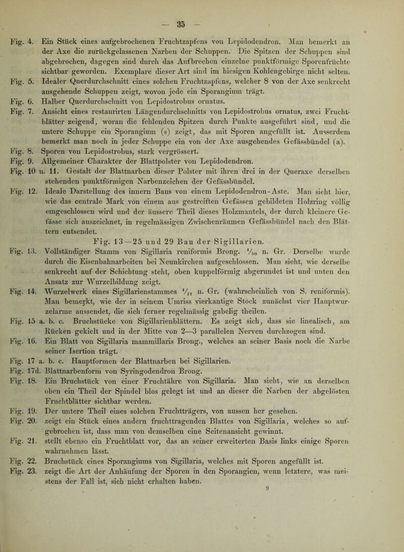 Fig. Fig. Fig. Fig. Fig. Fig. Fig. P'ig. Fig. Fig. Fig. Fig. Fig. Fig. Fig. Fig. Fig. Fig. Fig. Fig. 4. Ein Stück eines aufgebroclienen Fruclitzapfens von Lepidodemlvon. Man bemerkt an der Axe die zurückgelassenen Narben der Schuppen. Die Spitzen der Schuppen sind abgebrochen, dagegen sind durch das Aufbrechen einzelne punktförmige Sporenfrüchte sichtbar geworden. Exernjilare dieser Art sind im hiesigen Kohlengebirge nicht selten. 5. Idealer Querdurchschnitt eines solchen Fruclitzapfens, welcher 8 von der Axe senkrecht ausgehende Schuppen zeigt, wovon jede ein Sporangium trägt. 6. Halber Querdurchschnitt von Lepidostrobus ornatus. 7. Ansicht eines restaurirten Längendurchschnitts von Lepidostrobus ornatus, zwei Frucht- blätter zeigend, woran die fehlenden Spitzen durch Punkte ausgeführt sind, und die untere Schuppe ein Sporangium (s) zeigt, das mit Sporen angefüllt ist. Ausserdem bemerkt man noch in jeder Schuppe ein von der Axe ausgehendes Gefässbündel fa). 8. Sporen von Lepidostrobus, stark vergrössert. 9. Allgemeiner Charakter der Blattpolster von Lepldodendron. 10 u. 11. Gestalt der Blattnarben dieser Polster mit ihren drei In der Queraxe derselben stehenden punktförmigen Narbenzeichen der Gefässbündel. 12. Ideale Darstellung des Innern Baus von einem Lepldodendron-Aste. Man sieht hier, wie das centrale Mark von einem aus gestreiften Gefässen gebildeten Ilolziing völlig emgeschlossen wird und der äussere Thell dieses Holzmantels, der durch kleinere Ge- lasse sich auszeichnet, in regelmässigen Zwischenräumen Gefässhündel nach den Blät- tern entsendet. Fig. 13—25 und 29 Bau der Siglllarien. 13. Vollständiger Stamm von Sigillarla reniformis Brong. 'Ao n. Gr. Derselbe wurde durch die Eisenbahnarbeiten bei Neunkirchen aufgeschlossen. Man sieht, wie derselbe senkrecht auf der Schichtung steht, oben kuppelförmig abgerundet ist und unten den Ansatz zur Wurzelbildung zeigt. 14. Wurzelwerk eines Sigillarienstammes n. Gr. (wahrscheinlich von S. reniformis). Man bemej’kt, wie der in seinem Umriss vierkantige Stock zunächst vier Hauptwur- zelarme aussendet, die sich ferner regelmässig gabelig thellen. 15 a. b. c. Bruchstücke von Sigillarienblättern. Es zeigt sich, dass sie linealisch, am Bücken gekielt und in der Mitte von 2—3 parallelen Nerven durchzogen sind. 16. Ein Blatt von Siglllaria mammillai’is Brong., welches an seiner Basis noch die Narbe seiner Isertion trägt. 17 a. b. c. Hauptformen der Blattnarben bei Siglllarien. 17d. Blattnarbenform von Syringodendron Brong. 18. Ein Bruchstück von einer Fruchtähre von Sigillaria. Man sieht, wie an derselben oben ein Theil der Spindel blos gelegt ist und an dieser die Narben der abgelösten Fruchtblätter sichtbar werden. 19. Der untere Theil eines solchen Fruchtträgers, von aussen her gesehen. 20. zeigt ein Stück eines andern fruchttragenden Blattes von Siglllaria, welches so auf- gebrochen ist, dass man von demselben eine Seitenansicht gewinnt. 21. stellt ebenso ein Fruchtblatt vor, das an seiner erweiterten Basis links einige Sporen wahrnehmen lässt. 22. Bruchstück eines Sporangiums von Sigillaria, welches mit Sporen angefüllt ist. 23. zeigt die Art der Anhäufung der Sporen in den Sporanglen, wenn letztere, was mei- stens der Fall ist, sich nicht erhalten haben. 9