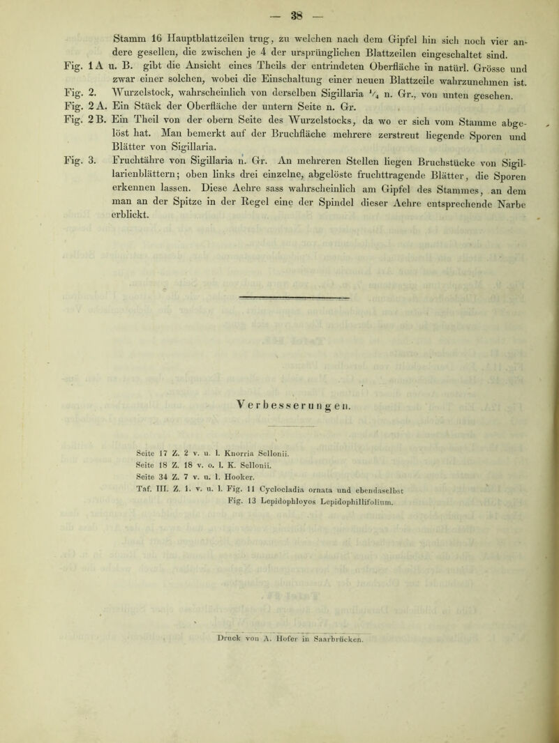 Stamm 16 Hauptblattzeilen trug, zu welchen nach dem Gipfel hin sich noch vier an- dere gesellen, die zwischen je 4 der ursprünglichen Blattzeilen eingeschaltet sind. Fig. lA u. B. gibt die Ansicht eines Theils der entrindeten Oberfläche in natürl. Grösse und zwar einer solchen, wobei die Einschaltung einer neuen Blattzeile wahrzunehmen ist. Fig. 2. Wurzelstock, wahrscheinlich von derselben Sigillaria n. Gr., von unten gesehen. Fig. 2A. Ein Stück der Oberfläche der untern Seite n. Gr. Fig. 2B. Ein Theil von der obern Seite des Wurzelstocks, da wo er sich vom Stamme abge- löst hat. Mau bemerkt auf der Bruchfläche mehrere zerstreut liegende Sporen und Blätter von Sigillaria. Fig. 3. Fruchtähre von Sigillaria n. Gr. An mehreren Stellen liegen Bruchstücke von Sigil- larieublättern; oben links drei einzelne, abgelöste fruchttragende Blätter, die Sporen erkennen lassen. Diese Aehre sass wahrscheinlich am Gipfel des Stammes, an dem man an der Spitze in der Regel eine der Spindel dieser Aelire entsprechende Narbe ei’blickt. Verbesserungen. Seite 17 Z. 2 V. u. 1. Knorria Sellonii. Seite 18 Z. 18 v. o. 1. K. Sellonii, Seite 34 Z. 7 v. u. 1. Hooker. Taf. III. Z. 1. V. u. 1. Fig. 11 Cyclocladia ornata und ebendaselb.st Fig. 13 Lepidopbloyos Lepidophillifolium. Druck von A. Hofer in Saarbrücken.