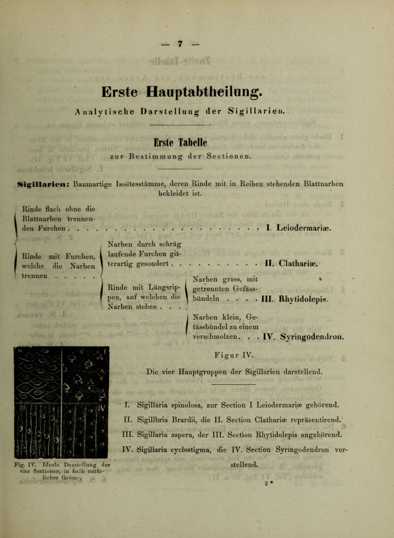 Erste Hauptabtheilung. Analytische Darstellung der Sigillarien. Erste Tabelle zur Bestimmung der'Sectlon en. Sigillarien: Baumartige Isoetesstämme, deren Rinde mit ln Reihen stehenden Blattnarben bekleidet ist. Rinde flach ohne die Blattnarben trennen- den Furchen . . . I. Leiodermariae. i Rinde mit Furchen, welche die Narben trennen Narben durch schräg laufende Furchen git- terartig gesondert II. Clathariae. / Narben gross, mit * Rinde mit Längsrip- l getrennten Gefäss- pen, auf welchen die ^ bündeln .... III. Rhylidolepis. Narben stehen . . . ^ Narben klein, Ge- fässbündel zu einem verschmolzen. . . IV. Syringodeiulroii. Fig. IV. Ideale D.nrstcllung der vier Sectionen, in halb natür- licher Grösst'. Figur IV. Die vier Hauptgruppen der Sigillarien darstellend. I. Sigillaria spinolosa, zur Section I Leiodermariae gehörend. II. Siglllbria Brardil, die II. Sectlon Clathariae repräsentirend.' III. Sigillaria aspera, der III. Section Rhytldolepis angehörend. IV. Sigillaria cyclostigma, die IV. Section Syringodendron vor- . - stellend. 2*