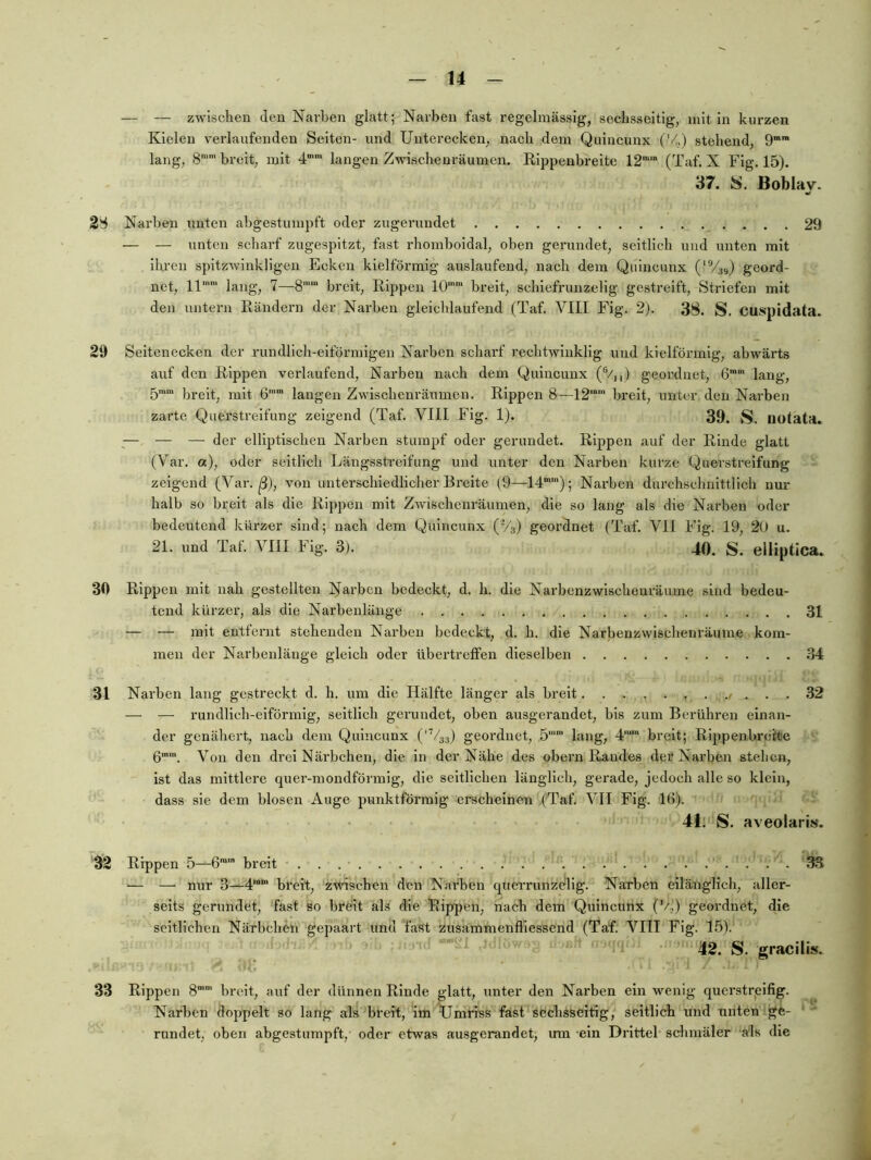 — — zwischen den Narben glatt; Narben fast regelmässig, sechsseitig, mit in kurzen Kielen verlaufenden Seiten- und Unterecken, nach dem Quincunx ('4) stehend, 9”” lang, 8“* breit, mit 4“ langen Zwischenräumen. Rippeubreite 12“‘ (Taf. X Fig. 15). 37. «. Boblav. 28 Narben unten abgestumpft oder zugerundet 29 — — unten scliarf zugespitzt, fast rhomboidal, oben gerundet, seitlich und unten mit ihren spitzwinkligen Ecken kielförmlg anslaufend, nach dem Quincunx ('Vss) geord- net, 11'’ lang, 7—^8'*“ breit, Rippen 10’' breit, schlefrunzelig gestreift, Striefen mit den untern Rändern der Narben gleichlaufend (Taf. VIII Fig. 2). 38. S. Cuspidata. 29 Seitenecken der rundlich-eiförmigen Narben scharf rechtwinklig und kielförmlg, ahwäi'ts auf den Rippen verlaufend, Narben nach dem Quincunx (®/],) geordnet, 6’' lang, 5im ßinin Jaugen Zwischenräumen. Rippen 8—12'' breit, unter den Narben zarte Querstreifung zeigend (Taf. VIII Fig. 1). 39. S. nutata. ^— — — der elliptischen Narben stumpf oder gerundet. Rippen auf der Rinde glatt (Var. a), oder seitlich Längsstreifung und unter den Narben kurze Querstreifung zeigend (Var. ß), von unterschiedlicher Breite (9—14“'); Narben durchschnittlich nur halb so breit als die Rippen mit Zwischenräumen, die so lang als die Narben oder bedeutend kürzer sind; nach dem Quincunx (V3) geordnet (Taf. VII Fig. 19, 20 u. 21. und Taf. VIII Fig. 3). 40. S. eiliptica. 30 Rippen mit nah gestellten Narben bedeckt, d. h. die Narbenzwischeuräume sind bedeu- tend kürzer, als die Narbenlänge 31 — — mit entfernt stehenden Narben bedeckt, d. h. die Narbenzwischenräume kom- men der Narbeiilänge gleich oder übertreffen dieselben .34 31 Narben lang gestreckt d. h. um die Hälfte länger als breit ... 32 — — rundlich-eiförmig, seitlich gerundet, oben ausgerandet, bis zum Berühren einan- der genähert, nach dem Quincunx ('^/as) geordnet, 5’’ lang, 4'' breit; Rippenbrehje 6”. Von den drei Närbchen, die in der Nähe des obern Randes der Narben stehen, ist das mittlere quer-moudförmig, die seitlichen länglich, gerade, jedoch alle so klein, dass sie dem blosen Auge punktförmig erscheinen (Taf. VII Fig. 16). 41. S. aveolarisj. 32 Rippen 5—G” breit 33 — — nur 3—4'“ breit, zwischen den Nai'ben querrunzelig. Narben eilänglich, aller- seits gerundet, fast so breit als die Rippen, nach dem Quincunx (V.,) geordnet, die seitlichen Närbchen gepaart und fast zusammenfliessend (Taf. VIII Fig. 1.5). 42. S. graciiis. 33 Rippen 8'' breit, auf der dünnen Rinde glatt, unter den Narben ein wenig querstrpifig. Narben doppelt so lang als breit, im tlmriss fast sechsseitig, seitlich und unten ge- rundet, oben abgestumpft, oder etwas ausgerandet, inn ein Drittel sdmiäler als die