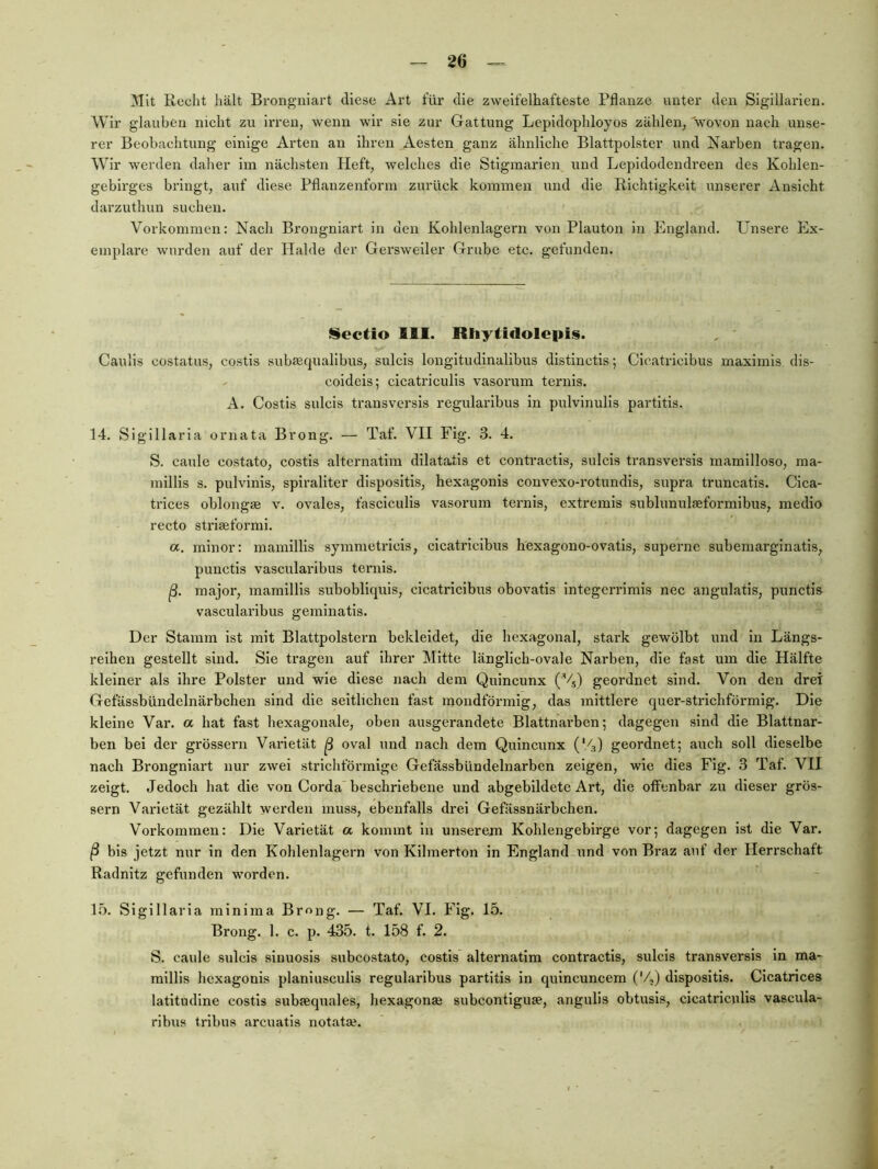 Mit Recht hält Brongniart diese Art für die zweifelhafteste Pflanze unter den Sigillarien. Wir glauben nicht zu irren, wenn wir sie zur Gattung Lepidophloyos zählen, 'wovon nach unse- rer Beobachtung einige Arten an ihren Aesten ganz ähnliche Blattpolster und Narben tragen. Wir werden daher im nächsten Heft, welches die Stlgmarien und Lepidodendreen des Kohlen- gebirges bringt, auf diese Pflanzenforni zurück kommen und die Richtigkeit unserer Ansicht darzuthun suchen. Vorkommen: Nach Brongniart in den Kohlenlagern von Plauton in England. Unsere Ex- emplare wurden auf der Halde der Gersweiler Grube etc. gefunden. jSectio 111. Rliytidolepis. Gaulis costatus, costis subfecjuallbus, sulcis longitudinalibus distinctis; Cicatricibus maximis dis- coldeis; cicatriculis vasorum ternis. A. Costis sulcis transversis regularibus in pulvinulls partltls. 14. Slgillarla ornata Brong. — Taf. VII Fig. 3. 4. S. caule costato, costis alternatlm dilatatis et contractls, sulcis transversis mamilloso, ma- millis s. pulvlnis, spiraliter dispositls, hexagonis convexo-rotundls, supra truncatls. Cica- trices oblongse v. ovales, fasciculis vasorum ternis, extremis sublunulaeformibus, medio recto sti'iaeformi. a. minor: mamillis symmetrlcis, cicatricibus hexagono-ovatis, superne subemarginatis, punctis vascularibus ternis. ß. major, mamillis subobliquis, cicatricibus obovatis Integcrrimis nec angulatis, punctis vascularibus gemlnatls. Der Stamm ist mit Blattpolstern bekleidet, die hexagonal, stark gewölbt und in Längs- reiheu gestellt sind. Sie tragen auf ihrer Mitte länglich-ovale Narben, die fast um die Hälfte kleiner als ihre Polster und wie diese nach dem Quincunx (%) geordnet sind. Von den drei Gefässbündelnärbchen sind die seitlichen fast rnoudförmig, das mittlere quer-strichförmlg. Die kleine Var. a hat fast hexagonale, oben ausgerandete Blattnarben; dagegen sind die Blattnar- ben bei der grossem Varietät ß oval und nach dem Quincunx (‘/s) geordnet; auch soll dieselbe nach Brongniart nur zwei strichförmige Gefässbündelnarben zeigen, wie dies Fig. 3 Taf. VII zeigt. Jedoch hat die von Corda beschriebene und abgebildete Art, die offenbar zu dieser gros- sem Varietät gezählt werden muss, ebenfalls drei Gefässnärbchen. Vorkommen: Die Varietät a kommt in unserem Kohlengebirge vor; dagegen ist die Var. ß bis jetzt nur in den Kohlenlagern von Kilmerton in England und von Braz auf der Herrschaft Radnitz gefunden worden. l.ö. Sigillarla minima Brong. — Taf. VI. Fig. 15. Brong. 1. c. p. 435. t. 158 f. 2. S. caule sulcis sinuosis subcostato, costis alternatlm contractls, sulcis transversis in ma- millis hexagonis planlusculls regularibus partitis in qulncuncem (‘4) dispositls. Cicatrices latltudine costis subjeqnales, hexagonse subcontiguse, angulis obtusls, cicatriculis vascula- ribus trlbus arcuatis notatae.