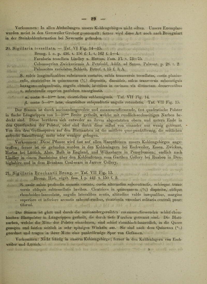 Vorkommen: In allen Abtbeilungen imsers Koblengeblrges nicht selten. Unsere Exemplare wurden meist in den GersweilerGrubeirgesammelt; ferner wird diese Art noch nach Brongniart in der Steinkohlenformation bei Newcastle gefunden. 20. Sigillaria tessellata. — Taf. VI Eig. 14—15. Broiig. 1. c. p. 43Ü. t. 156 f. 1. t. 162 f. 1—4. Favularia tessellata Lindley u. Ilutton. Foss. Fl. t. 73—75. Calamosyrinx Zwickaviensis A. Petzhold, Addit. ad Saxoii. Pala;out. p. 28. t, 2. Palmacites variolatus Schloth. Petref. 1.15 f. 3. A. S. siilcis lougitudinalibus subsinuosis costatus, sulcis transversis tessellatus, costis planius- culis, cicatricibus in quiucuncera (V3) dispositis, discoideis, sulcis transversis subcoiitiguis hexagono-subquadratis, angulis obtusis, lateribus in cariuam vix distinctam decurreutibus V. subrotundis superius paululum emarginatis. «. costae 8—10“'“' latse, cicatricibus subhexagonis. Taf. Vll Fig. 14. ß. costse 5—6'' latae, cicatricibus subquadratis angulis rotuiidatis. Taf. VII Fig. 15. Der Stamm ist durch aneinandergereilitc und zusammeufliesseude, fast quadratische Polster in flache Längsrippen von 5—10'“' Breite getheilt, welche mit rundlich-sechsseitigen Narben be- deckt sind. Diese berühren sich entweder an ihrem abgestutzten obern und untern Ende in den Querfurchcn der Polster, oder sind durch diese selbst von einander nur wenig getrennt. Von den drei'Gefässspuren auf den Blattnarben ist die mittlere quer-punktförmig,- die seitlichen aufrecht linienförmig, mehr oder weniger gebogen. Vorkommen: Diese Pflanze wird fast auf allen Hauptflötzeii uiisers Kohlengebirges auge- troIFen; ferner ist sie gefunden worden in den Kohlenlageni bei Eschweiler, Essen, Zwickau, Dorloz bei Lüttich, Alais, Bath in England, und Wilkesbarre in Pensylvanlen; endlich nach Lindley ln einem Sandsteine über den Kohlenflötzen vom Garthen Collery bei Ruabon ln Den- bighshirc, und in dem Bensham Coal-seain inJarrow Collery. 21. Sigillaria Brochantii Brong. — Taf. VII Fig. 13. Broiig. Hist, vegdt. foss. I p. 442. t. 150 f. 2. S. caule sulcis profundis sinuosls costato, costis alteruatim subcontractls, sulclsque trans- versis obliquis subtessellatis Isevlbus. Clcatrlces in quincuncem (*/■,) dlspositse, oblique rhomboldeo-lanceolatge, angulis lateralibus acutis, altitudine valde insequalibus, margine • superlore et inferiore arcuatls subconformibus, cicatricula vasculari solitaria centrali punc- tiformi. Der Stamm ist glatt und durch die aneinandergereihten zusammenfliessenden schief-rhom- bischen Blattpolster in Längsrippen getheilt, die durch tiefe Furchen getrennt sind. Die Blatt- narben, welche die Mitte der Polster einnehmen, sind schief rlmmblsch-lanzettlich, in die Quere gezogen und laufen seitlich in sehr spitzigen Winkeln aus. Sie sind nach dem Qulncunx (■*^7) geordnet und tragen in ihrer Mitte eine punktförmige Spur von Gefässen. Vorkommen: Nicht häuflg in unserm Kohlengebirge; ferner in den Kohlenlagern von Esch- weiler und Lüttich.