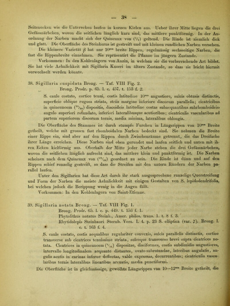 Seiteiiecken wie die Untereckeii lauten in kurzen Kielen aus. Ueber ihrer Mitte liegen die drei Getässnärbclien, wovon die seitlichen länglich kui’z sind, das mittlere punktförmig. In der An- ordnung der Narben macht sich der Quincunx von (V,) geltend. Die Kinde ist ziemlich dick und glatt. Die Oberfläche des Steinkerns ist gestreift und mit kleinen rundlichen Narben versehen. Die kleinere Varietät ß hat nur 10“ breite Kippen, regelmässig sechsseitige Narben, die fast die Kippenbreite einnehmeu. Sie repräsentirt die Pflanze im Jüngern Zustande. Vorkommen: In den Kohlenlagern von Anzin, in welchen sie die vorherrschende Art bildet. Sie hat viele Aehnlichkeit mit Sigillaria Knorri im ältern Zustande, so dass sic leicht hiermit verwechselt werden könnte. 38. Sigillaria cuspldata Bi’ong. — Taf. Vlll Fig. 2. Brong. Prodr. p. 65. 1. c. 457. t. 153 f. 2. S. caule costato, cortice tenui, costis latitudine 10““ angustiorc, sulcis obtusis distlnctis, superficie oblique rugosa striata, strils margine inferiore discorum parallellsj cicatricibus in quincuncem CV39) disposltis, discoideis latitudine eostas subaequantlbus subrhomboideis» angulo superlori rotundato, inferlorl lateralibusque acutioribus; cicatrlculis vascularibus ad partem superiorem discorum ternis, media minima, latei'alibus oblongls. Die Oberfläche des Stammes ist durch stumpfe Furchen ln Längsrippen von IO““ Breite gethellt, welche mit grossen fast rhomboidalen Narben bedeckt sind. Sie nehmen die Breite einer Kippe ein, sind aber auf den Kippen durch Zwischenräume getrennt, die das Dreifache ihrer Länge erreichen. Diese Narben sind oben gerundet und laufen seitlich und unten mit ih- ren. Ecken kielförmig aus. Oberhalb der Mitte jeder Narbe stehen die drei Gefässnärbchen, wovon die seitlichen länglich aufrecht sind, das mittlere klein und punktförmig ist. Die Narben scheinen nach dem Quincunx von ('V39) geordnet zu sein. Die Kinde ist dünn und auf den Kippen schief runzelig gestreift, so dass die Streifen mit den untern Kändern der Narben pa- rallel laufen. Unter den Sigillarien hat diese Art durch ihr stark ausgesprochene runzelige Querstreifung und Form der Narben die meiste Aehnlichkeit mit einigen Gestalten ven S. lepidodendrifolia, bei welchen jedoch die Berippung wenig in die Augen fällt. Vorkommen: In den Kohlenlagern von Saint-Etienne. 39. Sigillaria notata Brong. — Taf. VIII Fig. 1. Brong. Prodr. 65. 1. c. p. 449. t. 153 f. 1. Phytolithus notatus Stelnh., Amer. philos. trans. 1. t. 8 f. 3. Khytidolepis Steinhauri Stenib. Vers. I. 4. p. 23 S. elliptica (var. J'). Brong. 1. • c. t. 163 f. 4. ,S. caule costato, costis aequalibus regulariter convexis, sulcis parallelis distinctis, cortice transverse sub cicatrices tcnuisslme striata, sulcoque transverso brevi supra cicatidces no- tata. Cicatrlces in quincuncem dispositae, disciformes, costis subdimldio angustiores, intervallo longitudinalem aequante dlstantes, ovato-subrotundae, lateribus angulatis, an- gulis acutis in carinas inferne deflectas, valde expressas, decurrentibus; cicatrlculis vascu- laribus ternis lateralibus linearibus arcuatis, media punctlformi. Die Oberfläche ist in gleichmässige, gewölbte Längsrippen von 10—12““ Breite getheilt, die