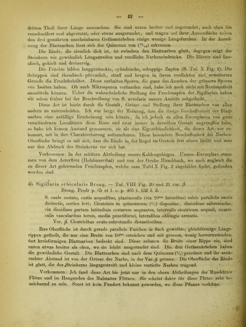 dritten Theil ihrer Läng-e ausinachen. Sie sind iiuteu breiter und zugerundet, nach oben hin verschmälert imd abgestutzt, oder etwas ausgerandet, und tragen auf ihrer Aussenfläche neben den drei genährten unscheinbaren Gefässnärbchen einige wenige Längsfurehen. In der Anord- nung der Blattnarben lässt sich der Quincunx von (*%9) erkennen. Die Rinde, die ziemlich dick ist, ist zwischen den Blattnarben glatt, dagegen zeigt der Steiukern wie gewöhnlich Längsstreifen und rundliche Narbeneindrücke. Die Blätter sind line- alisch, gekielt und dreinervig. Die Früchte bilden langgestreckte, cylindrische, schuppige Zapfen (S. Taf. X Fig. 2). Die Schuppen sind rhombisch-pfriemllch, straff und bergen in ihrem verdickten und. erweiterten Grunde die Fruchtbehälter. Diese enthalten Sporen, die ganz das Ansehen der grossem Sporen von Isoetes haben. Ob auch Mikrosporen vorhanden sind, habe ich noch nicht mit Bestimintheit ausmitteln können. Ueber die wahrscheinliche Stellung der Fruchtzapfen der. Sigillarlen haben wir schon früher bei der Beschreibung von S. aveolaris unsere Ansicht mitgethßllt.. Diese Art ist leicht durch die Gestalt, Grösse und Stellung ihrer Blattiiarben von allen andern zu unterscheiden. Ich war lange der Meinung, dass die rissige Beschaffenheit der Blatt- narben eine zufällige Erscheinung sein könnte, da ich jedoch an allen Exemplaren von ganz verschiedenen Localitäten diese Risse und zwar immer in derselben Gestalt angetro.ffen habe, so habe ich keinen Anstand genommen, sie als eine Eigcnthümlichkelt, die dieser Art •nur zu- kommt, mit in ihre Charakterisirung aufzunehmen. Diese besondere Beschaffenheit der Narben- Oberfläche bringt es mit sich, dass die Rinde in. der Regel im Gestein fest sitzen bleibt und man nur den Abdruck des Steinkerns vor sich hat. Vorkommen: In der mittlern Abtheilung unsers Kohlcngebirges. Unsere Exemplar^ •stam- men von dem Asterflötz (Holzhauerthal) und von der Grube Hirschbach, wo auch zugleich die zu dieser Art gehörenden Fruchtzapfen, welche man Tafel X Fig. 2 abgebildet findet, gefunden worden sind. 4ö. Sigillaria orbicularis Brong. — Taf. VIH Fig. 20 und 21 var. ‘ Brong. Prodr p. (35 et 1. c. p. 4(35 t. 152 f. 2. ’ S. caule costato, costls aequalibus, planiusculis (vix 10'“' latioribus) sulcis pafallelis rectis distinctis, cortice levi; Cicatrices in quincuncem ('/,,) dlspositae, dlscoideae subrotundae, vix dimidiam partem latitudinis costarum aequantes, intervallo cicatricum aequali, cicatri- culis vascularibus ternis, media punctiformi, lateralibus nblongis arcuatis. Var. Cicatricibus ovato-subrotundis distantioribus. Ihre Oberfläche ist durch gerade parallele Furchen in flach gewölbte^ gleichförmige Längs- rippen gethellt, die nur eine Breite von l(r‘“ erreichen und mit grossen, wenig hervortretenden, fast kreisförmigen Blattnarben bedeckt sind. Diese nehmen die Breite einer Rippe ein, -sind unten etwas breiter als oben, wo sie leicht ausgerandet sind. Die. drei Gefässnärbchen haben die gewöhnliche Gestalt. Die Blattnarben sind nach dem (Quincunx ('4) geordnet und ihr senk^ rechter Abstand ist von der Grösse der Narbe, in derVar..^ grösser. Die Oberfläche der Rinde ist glatt, die des ^teinkerns längsgestreift und kleine vertiefte Narben tragend. Vorkommen: jeh fand diese Art bis jetzt nur in den obern Abtheilungen der Russhütter Flötze und im Hangenden des Malstatter Flötzes. Sie scheint daher für diese Flötze sehr be- zeichnend zu sein. Sonst ist kein Fundort bekannt geworden, wo diese Pflanze vorkäiüe.