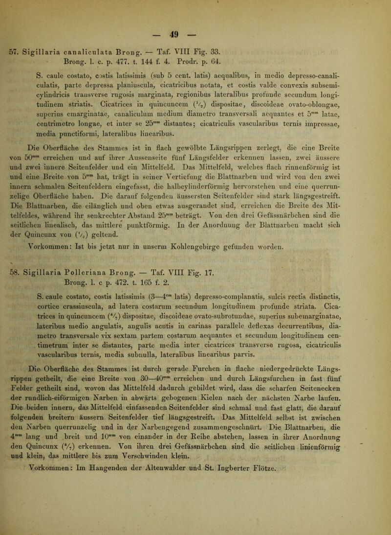 57. Sigillaria canaliculata Brong. — Taf. VIII Fig. 33. Brong. 1. c. p. 477. t. 144 f. 4. Prodr. p. 64. S. caule costato, castis latissimis (sub 5 cent. latis) aequalibus, ln medio depi’esso-canali- culatisj parte depressa planiuscula, cicatricibus notata, et costis valde convexis subsemi- cylindricis traiisvei’se riigosis marginata, reglonibus latei’alibus profunde secundum longl- tudinem striatis. CIcatrices in qulucuncem (V^) dlspositae, discoideae ovato-oblongae, superius cmarginatae, canaliculum medium diametro transversal! aequantes et b latae, centrlmetro longae, et inter se 25™™ distantes; cicatriculis vascularibus ternis impressae, media punctlformi, lateralibus linearibus. Die Oberfläche des Stammes ist in flach gewölbte Längsrippen zerlegt, die eine Breite von 50™™ erreichen und auf ihrer Aussenseite fünf Längsfelder erkennen lassen, zwei äussere und zwei innere Seitenfelder und ein Mittelfeld. Das Mittelfeld, -welches flach rinnenförmig ist lind eine Breite von 5™“ hat, trägt in seiner Vertiefung die Blattnarben und wird von den zwei Innern schmalen Seltenfeldei'n eingefasst, die halbcylinderförmig hervorstehen und eine querrun- zelige Oberfläche haben. Die darauf folgenden äussersten Seitenfelder sind stark längsgestreift. Die Blattnarben, die eilänglich und oben etwas ausgerandet sind, erreichen die Breite des Mit- telfeldes, ■wälu'end ihr senkrechter Abstand 25™™ beträgt. Von den drei Oefässnärbchen sind die seitlichen linealisch, das mittlere punktförmig. In der Anordnung der Blattnarben macht sich der Quincunx von ('/.,) geltend. Vorkommen: Ist bis jetzt nur in unserm Kohlengebirge gefunden worden. N 58. Sigillaria Polleriana Brong. — Taf. VIII Fig. 17. Brong. 1. c p. 472. t. 165 f. 2. S. caule costato, costls latissimis (3—4'™ latis) depresso-complanatis, sulcls rectls distlnctls, cortice crassiuscula, ad latera costarum secundum longitudinem profunde striata. Cica- trlces in quincuncem (V,) dispositae, discoideae ovato-subrotundae, superius subemarginatae, lateribus medio angulatls, angulls acutis in carlnas parallele deflexas decurrentibus, dia- metro transversale vix sextam partem costarum aequantes et secundum longitudinem cen- timetrum inter se distantes, parte media inter cicatrices transverse rugosa, cicatriculis vascularibus ternis, media subnulla, lateralibus linearibus parvis. Die Oberfläche des Stammes ist durch gerade Furchen in flache niedergedrückte Längs- rippen getheilt, die eine Breite von 30—40™™ erreichen und durch Längsfurchen in fast fünf Felder getheilt sind, wovon das Mittelfeld dadurch gebildet wird, dass die scharfen Seitenecken der rundlich-eiförmigen Narben in abwärts gebogenen Kielen nach der nächsten Narbe laufen. Die beiden Innern, das Mittelfeld einfassenden Seitenfelder sind schmal und fast glatt, die darauf folgenden breitem äussern Seitenfelder tief längsgestreift. Das Mittelfeld selbst ist zwischen den Narben querrunzelig und ln d,er Narbengegend zusammengeschnürt. Die Blattnarben, die 4™“ lang und breit und 10“™ von einander in der Eeihe abstehen, lassen in ihrer Anordnung den Quincunx (Vr) erkennen. Von ihren drei Oefässnärbchen sind die seitlichen linienförmig und klein, das mittlere bis zum Verschwinden klein. Vorkommen: Im Hangenden der Altenwalder und St. Ingberter Flötze.