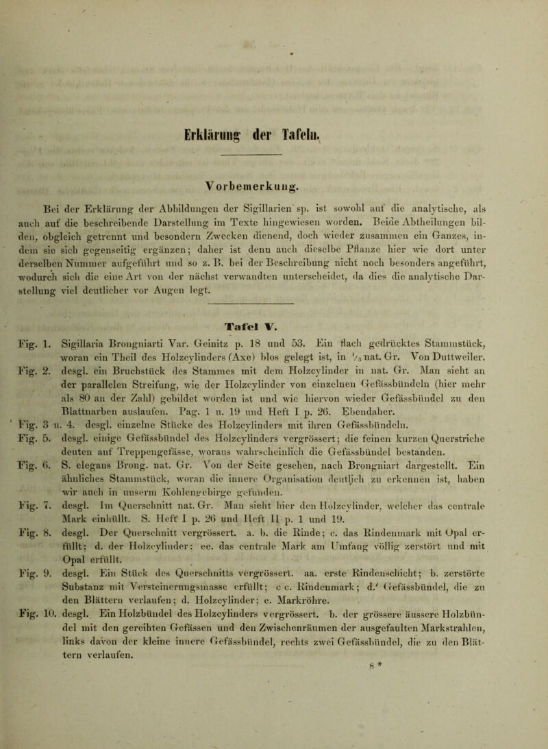 Erkläniii^ der Tafelu. V orbemerkuiig. Bei der Erklärung der Abbildungen der Sigillarien sj). ist sowohl auf die analytisclie, als aueb auf die beschreibende Darstellung im Texte liiagewiesen worden. Beide Abtlieilungen bil- den, obgleich getrennt und besondeni Zwecken dienend, doch wieder zusammen ein Ganzes, in- dem sie sieb gegenseitig ergänzen; daher ist denn auch dieselbe Pflanze hier wie dort unter derselben Nummer aufgefttbrt und so z. B. bei der Beschreibung nicht noch besonders angeführt, Avodurch sich die eine Art von der nächst venvandten unterscheidet, da dies die analytisclie Dar- stellung viel deutlicher vor Augen legt. Tafel V. Fig. 1. Sigillaria Brongniarti Var. Geinitz p. 18 und 53. Ein flacli gcrdrücktes Stammstiiek, woran ein Thcil des Holzcylinders (Axe ) blos gelegt ist, in Vsnat. Gr. Von Duttweiler. Fig. 2. desgl. ein Biaichstück des Stammes mit dem Holzcylinder in nat. Gr. Man sieht an der parallelen Streifung, wie der Holzcylinder von einzelnen lletassbündeln (hier mehr als 80 an der Zald) gebildet worden ist und wie hiervon wieder Gefässbündcl zu den Blattnarben auslaufen. Pag. 1 u. 19 und Heft I p. 26. Ebendaher. Fig. 3 u. 4. desgl. einzelne Stücke des Holzcylinders mit ihren Gefässbündeln. Fig. 5. desgl. einige Gefässbündcl des Holzcylinders vergrössert; die feinen kurzen Querstriche deuten auf Treppengefässe, woraus wahrscheinlich die Gefässbündcl bestanden. Fig. 6. S. clegaus Bi’ong. nat. Gr. ^ on der Seite gesehen, nacli Brongniart dai’gestellt. Ein ähnliches Stammstück, Avoran die innere Organisation deutlich zu erkennen ist, haben Avir auch in unserni Kohlenjrebirge gefunden. Fig. 7. desgl. Im Querschnitt nat. Gr. Man sieht hier den Holzcylinder, Avclclier das centrale Mark einhüllt. S. Heft' I p. 26 und Heft II p. 1 und 19. Fig. 8. desgl. Der Querschnitt A'crgrössert. a. b. die Kinde; c. das Rindenmark mit Opal er- füllt; d. der Holzcylinder; ee. das centrale Mark am Umfang völlig zerstört und mit Opal erfüllt. Fig. 9. desgl. Ein Stück des Querschnitts vergrössert. aa. erste Riudeuschicht; b. zerstörte Substanz mit Versteineruugsmasse erfüllt; c c. Kindeumark; d.' Gefässbündcl, die zu den Blättern A'erlaufen; d. Holzcylinder; e. Markröhre. , Fig. 10. desgl. Ein Holzbündel des Holzcylinders vergTössert. b. der grössei-e äussere Holzbün- del mit den gereihten Gelassen und den Zwischenräumen der ausgefaulten Markstrahlen, links davon der kleine innere Gefässbündel, rechts zAvei Gefä.s.sbündel, die zu den Blät- tern verlaufen.