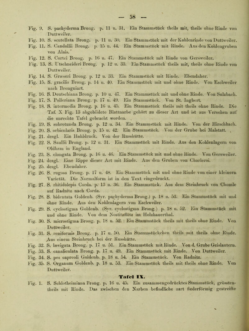 Dnttweiler. Eig. 10. S. scutellata Brong. p, 11 u. 30. Ein Stammstück mit der Kohlenrinde von Duttweiler. Fig. 11. S. Candollii Brong. p. 15 n. 44. Ein Staminstück mit Rinde. Ans den Kohlengruben von Alais. * Fig. 12. S. Cortei Brong. p. IG u. 47. Ein Stammstück mit Rinde von Gersweilci-. Fig. 13. S. Utschneidcri Brong. p. 12 u. 33. Ein Stammstück theils mit, theils ohne Rinde von Duttweiler. Fig. 14. S. Grasseri Brong. p. 12 u. 33. Ein Stammstück mit Rinde. Ebendaher. Fig. 15. S. gracilis Brong. p. 14 u. 40. Ein Stammstück mit und ohne Rinde. Von Eschweiler nach Brongniart. Fig. 16. S. Deutschiana Brong. p. 10 u. 47. Ein Stammstück mit und ohne Rinde. Von Sulzbach. Fig. 17. S. Polleriana Brong. p. 17 u. 49. Ein Stammstück. Von St. Ingbert. Fig. 18. S. intermedia Brong. p. IG u. 45. Ein Stammstück theils mit theils ohne Rinde. Die Taf. X Fig. 13 abgebildete Blattuarbe gehört zu dieser Art und ist aus Versehen auf die Unrechte Tafel gebracht worden. ^ Fig. 19. S. subrotunda Brong. p. 12 u. 34. Ein Stammstück mit Rinde. Von der Hirschbach. Fig. 20. S. orbicularis Brong. p. 15 u. 42. Ein Stammstück. Von der Grube bei Malstatt. , Fig. 21. desgl. Ein Hohldruck. Von der Russhütte. Fig. 22. S. Saullii Broiig. p. 12 u. 31. Ein Stammstück mit Rinde. Aus den Kohlenlagern von Oldham in England. ^ — Fig. 23. S. elongata Brong. p. 16 u. 46. Ein Stammstück mit und ohne Rinde. Von Gersweiler. Fig. 24. desgl. Eine Rippe dieser Art mit Rinde. Aus den Gruben von Charleroi. Fig. 25. desgl. Ebendahei'. Fig. 26. S._ rugosa Brong. p. 17 u. 48. Ein Stammstück mit und ohne Rinde von einer kleinern Varietät. Die Xormalform ist ln den Text eingedruckt. Fig. 27. S. rhltldolepls Corda. p.‘ 13 u. 36. Ein Stammstück. Aus dem Steiubruch von Chomle auf Radnitz nach Corda. Fig. 28. S. bidentata Goldenb. (Syr. pachyderma Brong.) p. 18 u. 53. Ein Stammstück mit und ohne Rinde. Aus den Kohlenlagern von Eschweiler. Fig. 29. S. cyclostigma Goldenb. (Syr. cyclostigma Brong.) p. 18 u. 52. Ein Stammstück mit und ohne Rinde. Von dem Nostitzdötz im Holzliauerthal. Fig. 30. S. microstlgma Brong. p. 18 u. 52. Ein Stammstück theils mit theils ohne Rinde. Von Dnttweiler. Fig. 31. S. reniformis Brong. p. 17 u. 50. Ein Staminstückchen theils mit theils ohne Rinde. Aus einem Steinbruch bei der Russhütte. Fig. 32. S. Ifevlgata Brong. p. 17 u. 51. Ein Stammstück mit Rinde. Von d. Grube Geislautern. Fig. 33. S. canaliculata Brong. p. 17 u. 49. Ein Stammstück mit Rinde. Von Duttweiler. Fig. 34. S. pes capreoli Goldenb. p. 18 u. 54. Ein Stammstück. Von Radnitz. - , Fig. 35. S. Organum Goldenb. p. 18 u. 53. Ein Stammstück theils mit theils ohne Rinde. Von Dnttweiler. Tafel IX. Fig. 1. S. Schlotheimiana Brong. p. 16 u. 45. Ein zusammengedrücktes Stammstück, grössten- theils mit Rinde. Das zwischen den Narben befindliche zart fiederförmig gestreifte