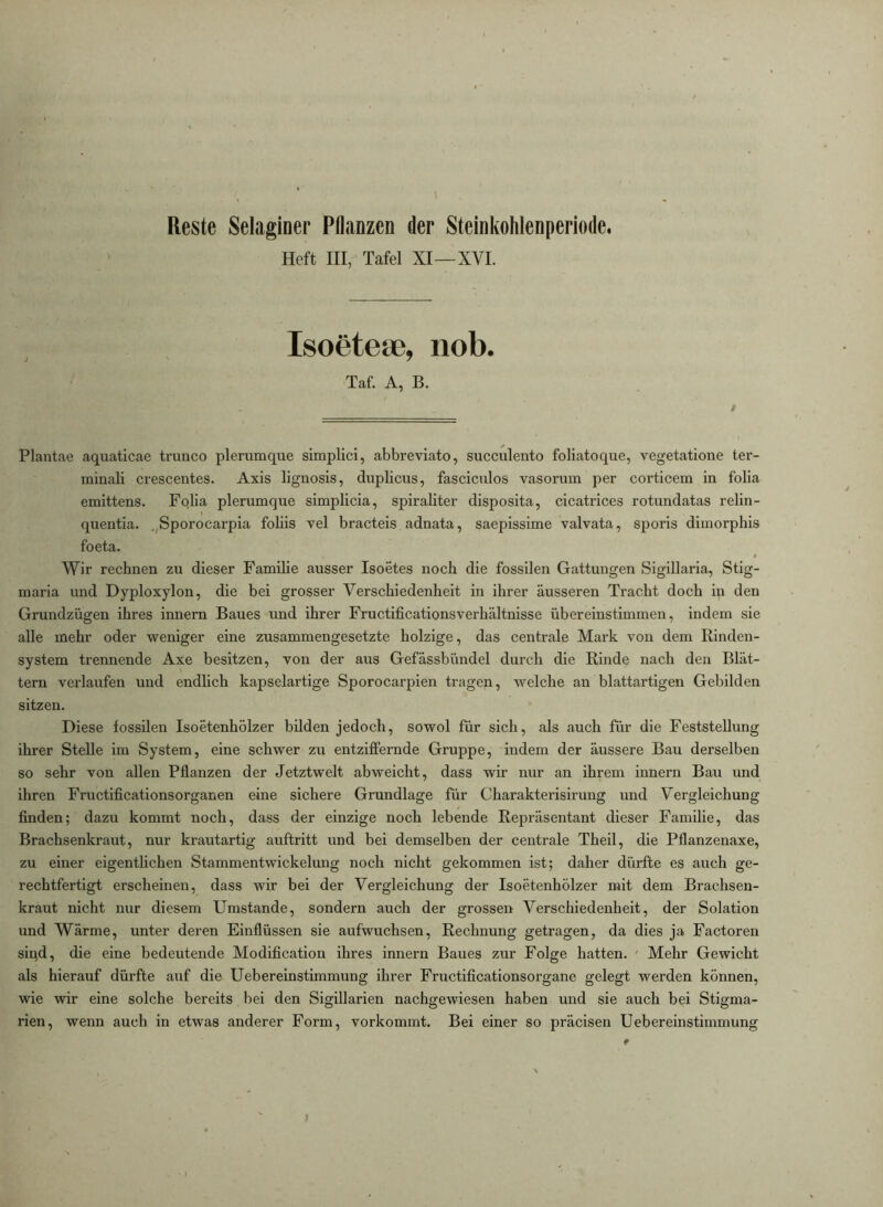 Reste Selaginer Pflanzen der Steinkohlenperiode. Heft III, Tafel XI—XVI. Isoetea?, nob. Taf. A, B. Plantae aquaticae trunco plerumque simplici, abbreviato, succulento foliatoque, vegetatione ter- minali crescentes. Axis lignosis, duplicus, fasciculos vasorum per corticem in folia emittens. Folia plerumque simplicia, spiraliter disposita, cicatrices rotundatas relin- quentia. .^Sporocarpia foliis vel bracteis adnata, saepissime valvata, sporis dimorphis foeta. Wir rechnen zu dieser Familie ausser Isoetes noch die fossilen Gattungen Sigillaria, Stig- maria und Dyploxylon, die bei grosser Verschiedenheit in ihrer äusseren Tracht doch in den Grundzügen ihres innern Baues und ihrer Fructificationsverhältnisse übereinstimmen, indem sie alle mehr oder weniger eine zusammengesetzte holzige, das centrale Mark von dem Rinden- system trennende Axe besitzen, von der aus Gefässbündel durch die Rinde nach den Blät- tern verlaufen und endlich kapselartige Sporocarpien tragen, welche an blattartigen Gebilden sitzen. Diese fossilen Isoetenhölzer bilden jedoch, sowol für sich, als auch für die Feststellung ihrer Stelle im System, eine schwer zu entziffernde Gruppe, indem der äussere Bau derselben so sehr von allen Pflanzen der Jetztwelt abweicht, dass wir nur an ihrem innern Bau und ihren Fructificationsorganen eine sichere Grundlage für Charakterisirung und Vergleichung finden; dazu kommt noch, dass der einzige noch lebende Repräsentant dieser Familie, das Brachsenkraut, nur krautartig auftritt und bei demselben der centrale Theil, die Pflanzenaxe, zu einer eigentlichen Stammentwickelmig noch nicht gekommen ist; daher dürfte es auch ge- rechtfertigt erscheinen, dass wir bei der Vergleichung der Isoetenhölzer mit dem Brachsen- kraut nicht nur diesem Umstande, sondern auch der grossen Verschiedenheit, der Solation und Wärme, unter deren Einflüssen sie aufwuchsen, Rechnung getragen, da dies ja Factoren siqd, die eine bedeutende Modification ihres innern Baues zur Folge hatten. ' Mehr Gewicht als hierauf dürfte auf die Uebereinstimmung ihrer Fructificationsorgane gelegt werden können, wie wir eine solche bereits bei den Sigillarien nachgewiesen haben und sie auch bei Stigma- rien, wenn auch in etwas anderer Form, vorkommt. Bei einer so präcisen Uebereinstimmung