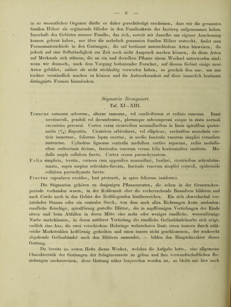 G in so wesentlichen Organen dürfte es daher gerechtfertigt erscheinen, dass wir die genannten fossilen Hölzer als ergänzende Glieder in den Familienkreis der Isoeteen aufgenoinmen haben. Innerhalb des Gebietes unserer Familie, das sich, soweit wir dasselbe aus eigener Anschauung kennen gelernt haben, nur über die mehrfach genannten fossilen Hölzer erstreckt, findet man Formenunterschiede in den Gattungen, die auf bestimmt unterschiedene Arten hinweisen, die jedoch auf eine Selbständigkeit zur Zeit noch nicht Anspruch machen können, da diese Arten auf Merkmale sich stützen, die an ein und derselben Pflanze einem Wechsel unterworfen sind; wenn wir dennoch, nach dem Vorgang bedeutender Forscher, auf diesem Gebiet einige neue Arten gebildet, andere als nicht stichhaltig verworfen haben, so geschah dies nur, um uns leichter verständlich machen zu können und die Aufmerksamkeit auf diese äusserlich bestimmt distinguirte Formen hinzulenken. Sligmaria Brongniart. Taf. XI-XHI. Truncus carnosus arboreus, alterne ramosus, vel caudiciformis et radiato ramosus. Rami teretiusculi, iienduli vel decumbentes, plerumque subcompressi axique in statu normali excentrica percursi. Cortex extus cicatricibus mammillaribus in lineis spiralibus quater- nariis (V4) dispositis. Cicatrices orbicidares, vel ellipticae, cavitatibus urceolatis cor- ticis immersae, foliorum lapsu exortae, in medio fasciculo vasorum simplici rotundato instructae. Cylindrus lignosus centralis medullam cortice separans, radiis medulla- ribus creberrimis divisus, fasciculos vasorum versus folia horizontaliter emittens. Me- dulla ampla cellulosa farcto. Cortex crassa parenchymatosa. Folia simplicia, teretia, carnosa cum appendice mammillari, basilari, cicatricibus articulatim- innata, supra saepius articulato-furcata, fasciculo vasorum simplici centrali, epidermide cellulosa parenchymate farcto. Fructus capsulares ovoideo, basi protracti, in apice foliorum insidentes. Die Stigmarien gehören zu denjenigen Pflanzenresten, die schon in der Grauwacken- periode vorhanden waren, in der Kohlenzeit aber die vorherrschende Baumform bildeten, und nach Corda noch in das Gebiet des Rothliegenden hinüberreichen. Ein sich abwechselnd ver- ästelnder Stamm oder ein centraler Stock, von dem nach allen Richtungen Aeste auslaufen; rundliche fleischige, spiralförmig gestellte Blätter, die in napfförmigen Vertiefungen der Rinde sitzen und beim Abfallen in deren Mitte eine mehr oder weniger rundliche, warzenförmige Narbe zurücklassen, in deren mittlerer Vertiefung die rundliche Gefässbündelnarbe sich zeigt; endlich eine Axe, die zwei verschiedene Holzringe wahrnehmen lässt; einen äussern durch zahl- reiche Markstrahlen keilförmig getheilten und einen innern nicht geschlossenen, der senkrecht abgehende Gefässbündel nach den Blättern aussendet, — bilden den Hauptcharakter dieser Gattung. Da bereits im ersten Hefte dieses Werkes, welches die Aufgabe hatte, eine allgemeine Charakteristik der Gattungen der Selagineenreste zu oreben und ihre verwandtschaftlichen Be- Ziehungen nachzuweisen, diese Gattung näher besprochen worden ist, so bleibt mir hier noch /