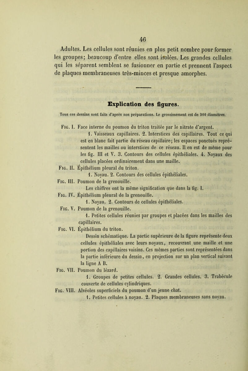 Adultes. Les cellules sont réunies en plus petit nombre pour former les groupes; beaucoup d’entre elles sont isolées. Les grandes cellules qui les séparent semblent se fusionner en partie et prennent l’aspect de plaques membraneuses très-minces et presque amorphes. Explication des figures. Tous ces dessins sont faits d’après nos préparations. Le grossissement est de 300 diamètres. Fig. I. Face interne du poumon du triton traitée par le nitrate d’argent. 1. Vaisseaux capillaires. 2. Interstices des capillaires. Tout ce qui est en blanc fait partie du réseau capillaire; les espaces ponctués repré- sentent les mailles ou interstices de ce réseau. Il en est de même pour les fig. III et V. 3. Contours des cellules épithéliales. 4. Noyaux des cellules placées ordinairement dans une maille. Fig. II. Épithélium pleural du triton. 4. Noyau. 2. Contours des cellules épithéliales. Fig. III. Poumon de la grenouille. Les chiffres ont la même signification que dans la fig. I. Fig. IV. Épithélium pleural de la grenouille. 1. Noyau. 2. Contours de cellules épithéliales. Fig. V. Poumon de la grenouille. 1. Petites cellules réunies par groupes et placées dans les mailles des capillaires. Fig. VI. Épithélium du triton. Dessin schématique. La partie supérieure de la figure représente deux cellules épithéliales avec leurs noyaux, recouvrant une maille et une portion des capillaires voisins. Ces mêmes parties sont représentées dans la partie inférieure du dessin, en projection sur un plan vertical suivant la ligne A B. Fig. VIL Poumon du lézard. 1. Groupes de petites cellules. 2. Grandes cellules. 3. Trabécule couverte de cellules cylindriques. Fig. VIII. Alvéoles superficiels du poumon d’un jeune chat. 1. Petites cellules à noyau. 2. Plaques membraneuses sans noyau.