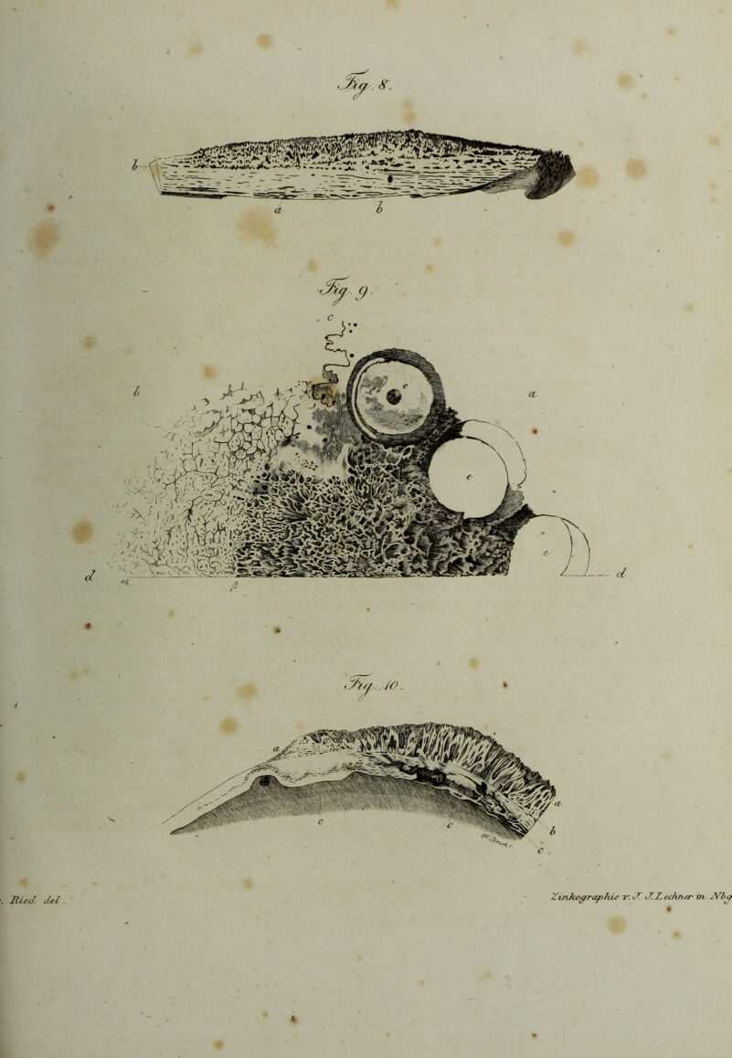 .tv,' >vj J JdtecL deZ . Zinhograp hie v. CT CTJL echner m -?Vbg