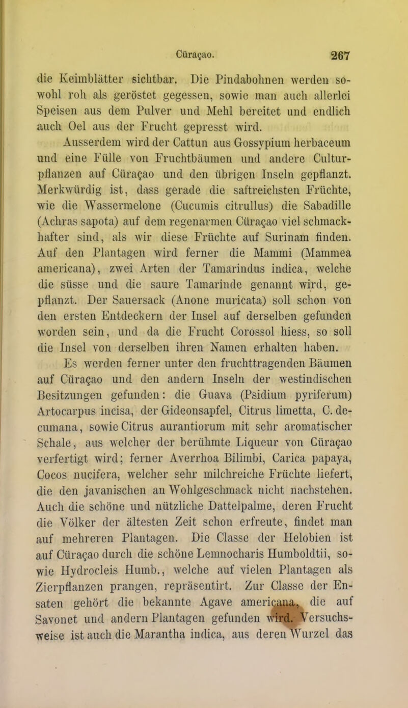 die Keimblätter sichtbar. Die Pindabohnen werden so- wohl roh als geröstet gegessen, sowie man auch allerlei Speisen aus dem Pulver und Mehl bereitet und endlich auch Oel aus der Frucht gepresst wird. Ausserdem wird der Cattun aus Gossypium herbaceum und eine Fülle von Fruchtbäumen und andere Cultur- pflanzeu auf Cüra^ao und den übrigen Inseln gepflanzt. Merkwürdig ist, dass gerade die sattreichsten Früchte, wie die Wassermelone (Cucumis citrullus) die Sabadille (Achras sapota) auf dem regenarnien Cüragao viel schmack- hafter sind, als Avir diese Früchte auf Surinam finden. Auf den Plantagen wird ferner die Mammi (Mammea aniericana), zwei Arten der Tamarindus indica, Avelche die süsse und die saure Tamarinde genannt wird, ge- pflanzt. Der Sauersack (Anone muricata) soll schon von den ersten Entdeckern der Insel auf derselben gefunden worden sein, und da die Frucht Corossol hiess, so soll die Insel von derselben ihren Namen erhalten haben. Es werden ferner unter den fruchttragenden Bäumen auf Cüragao und den andern Inseln der westindischen Besitzungen gefunden: die Guava (Psidium pyriferum) Artocarpus incisa, der Gideonsapfel, Citrus limetta, C. de- cumana, sowie Citrus aurantiorum mit sehr aromatischer Schale, aus welcher der berühmte Liqueur von Cüragao verfertigt wird; ferner Averrhoa Bilimbi, Carica papaya, Cocos nucifera, welcher sehr milchreiche Früchte liefert, die den javanischen an Wohlgeschmack nicht nachstehen. Auch die schöne und nützliche Dattelpalme, deren Frucht die Völker der ältesten Zeit schon erfreute, findet man auf mehreren Plantagen. Die Classe der Helobien ist auf Cüragao durch die schöne Lemnocharis Humboldtii, so- wie Hydrocleis Humb., welche auf vielen Plantagen als Zierpflanzen prangen, repräsentirt. Zur Classe der En- saten gehört die bekannte Agave americana, die auf Savonet und andern Plantagen gefunden wird. Versuchs- weise ist auch die Marantha indica, aus deren Wurzel das