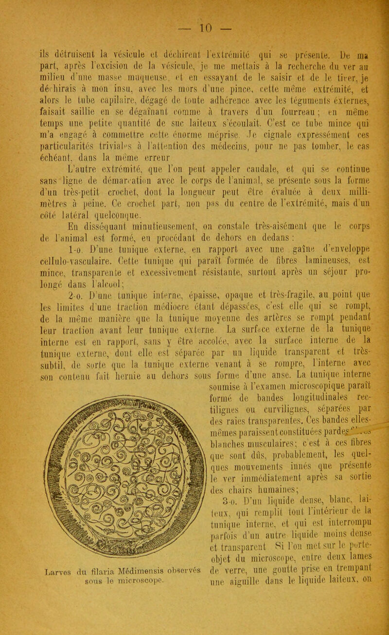 ils détruisent la vésicule et déchirent l'extrémité qui se présente. De ma part, après l'excision de la vésicule, je me mettais à la recherche du ver au milieu d'une masse muqueuse, et en essayant de le saisir et de le tirer, je déchirais à mon insu, avec les mors d'une pince, cette même extrémité, et alors le tube capilaire, dégagé de toute adhérence avec les téguments éxternes, faisait saillie en se dégainant comme à travers d'un fourreau : en même temps une petite quantité de suc laiteux s'écoulait. <';est ce tube mince qui m'a engagé à commettre cette énorme méprise. Je cignale expressément ces particularités trivial- s à l'attention des médecins, pour ne pas tomber, le cas échéant, dans la même erreur L'autre extrémité, que l'on peut appeler caudale, et qui se continue sans ligne de démarcation avec le corps de l'animal, se présente sous la forme d'un très-petit crochet, dont la longueur peut être évaluée à doux milli- mètres à peine. Ge crochet part, non pas du centre de l'extrémité, mais d'un coté latéral quelconque. En disséquant minutieusement, on constale très-aisément que le corps de l'animal est formé, eu procédant de dehors en dedans : 1- o. D'une tunique externe, en rapport avec une gaîne d'enveloppe cellulo-vasculaire. Celte tunique qui paraît formée de fibres lamineuses. est mince, transparente et excessivement résistante, surtout après un séjour pro- longé dans l'alcool; 2- o. D'une tunique interne, épaisse, opaque et très-fragile, au point que les limites d'une traction médiocre étant dépassées, c'est elle qui se rompt, de la même manière que la tunique moyenne des artères se rompt pendant leur traction avant leur tunique externe La surface externe de la tunique interne est en rapport, sans y être accolée, avec la surface interne de la tunique externe, dont elle est séparée par un liquide transparent et très- subtil, de sorte que la tunique externe venant à se rompre, l'interne avec son contenu fait hernie au dehors sous forme d'une anse. La tunique interne ^^^^^^^^^^ et transparent Si l'on met sur le purte- ^^^^^ objet du microscope, entre deux lames Larves du filaria Médimensis observés (1<> verre, une goutte prise en trempant soumise à l'examen microscopique paraît formé de bandes longitudinales rec- tilignes ou curvilignes, séparées par des raies transparentes. Ces bandes elles- mêmes paraissent constituées parde,s/'..^ blanches musculaires; c'est à ces libres que sont dus, probablement, les quel- ques mouvements innés que présente le ver immédiatement après sa sortie des chairs humaines; 3-o. D'un liquide dense, blanc, lai- teux, qui remplit tout l'intérieur de la tunique interne, et qui est interrompu parfois d'un autre liquide moins dense s<ms le microscope. une aiguille dans le liquide laiteux, on