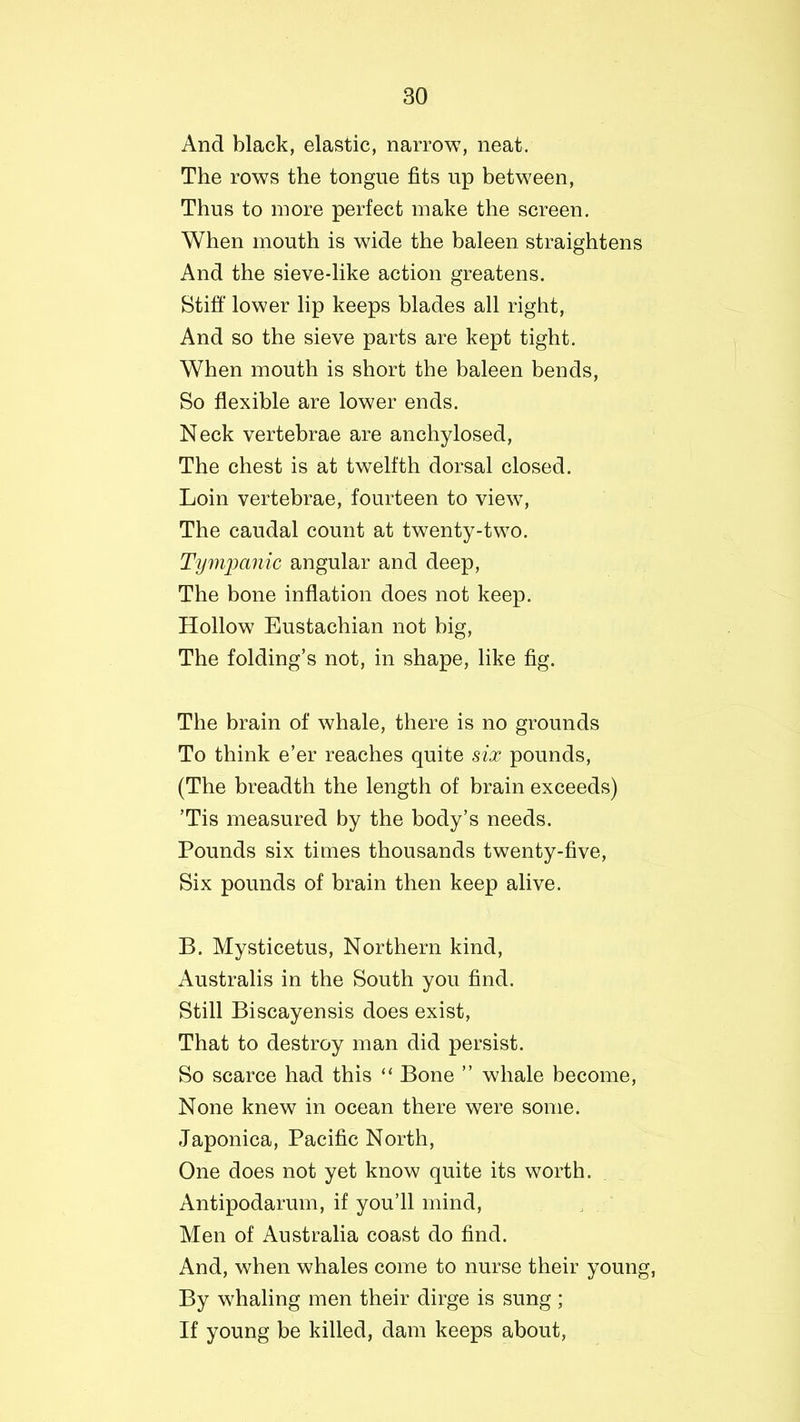 And black, elastic, narrow, neat. The rows the tongue fits up between, Thus to more perfect make the screen. When mouth is wide the baleen straightens And the sieve-like action greatens. Stiff lower lip keeps blades all right, And so the sieve parts are kept tight. When mouth is short the baleen bends, So flexible are lower ends. Neck vertebrae are anchylosed, The chest is at twelfth dorsal closed. Loin vertebrae, fourteen to view, The caudal count at twenty-two. Tympanic angular and deep, The bone inflation does not keep. Hollow Eustachian not big, The folding’s not, in shape, like fig. The brain of whale, there is no grounds To think e’er reaches quite six pounds, (The breadth the length of brain exceeds) ’Tis measured by the body’s needs. Pounds six times thousands twenty-five, Six pounds of brain then keep alive. B. Mysticetus, Northern kind, Australis in the South you find. Still Biscayensis does exist, That to destroy man did persist. So scarce had this “ Bone ” whale become, None knew in ocean there were some. Japonica, Pacific North, One does not yet know quite its worth. Antipodarum, if you’ll mind, Men of Australia coast do find. And, when whales come to nurse their young, By whaling men their dirge is sung ; If young be killed, dam keeps about,