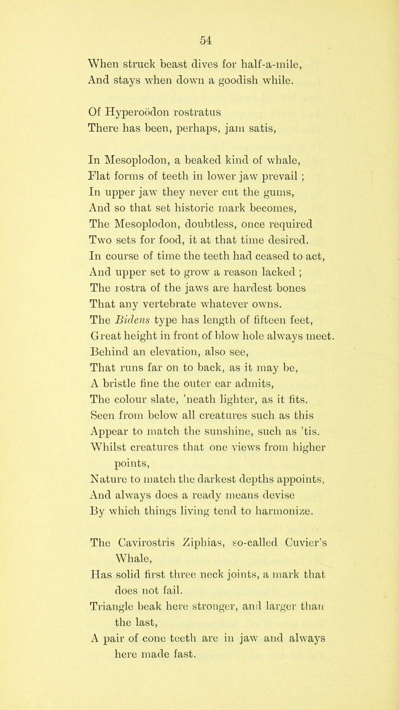 When struck beast dives for half-a-mile, And stays when down a goodish while. Of Hyperoodon rostratus There has been, perhaps, jam satis, In Mesoplodon, a beaked kind of whale, Mat forms of teeth in lower jaw prevail ; In upper jaw they never cut the gums, And so that set historic mark becomes, The Mesoplodon, doubtless, once required Two sets for food, it at that time desired. In course of time the teeth had ceased to act, And upper set to grow a reason lacked ; The rostra of the jaws are hardest bones That any vertebrate whatever owns. The Bidens type has length of fifteen feet, Great height in front of blow hole always meet. Behind an elevation, also see, That runs far on to back, as it may be, A bristle fine the outer ear admits, The colour slate, ’neath lighter, as it fits. Seen from below all creatures such as this Appear to match the sunshine, such as ’tis. Whilst creatures that one views from higher points, Nature to match the darkest depths appoints, And always does a ready means devise By which things living tend to harmonize. The Cavirostris Ziphias, so-called Cuvier’s Whale, Has solid first three neck joints, a mark that does not fail. Triangle beak here stronger, and larger than the last, A pair of cone teeth are in jaw and always here made fast.