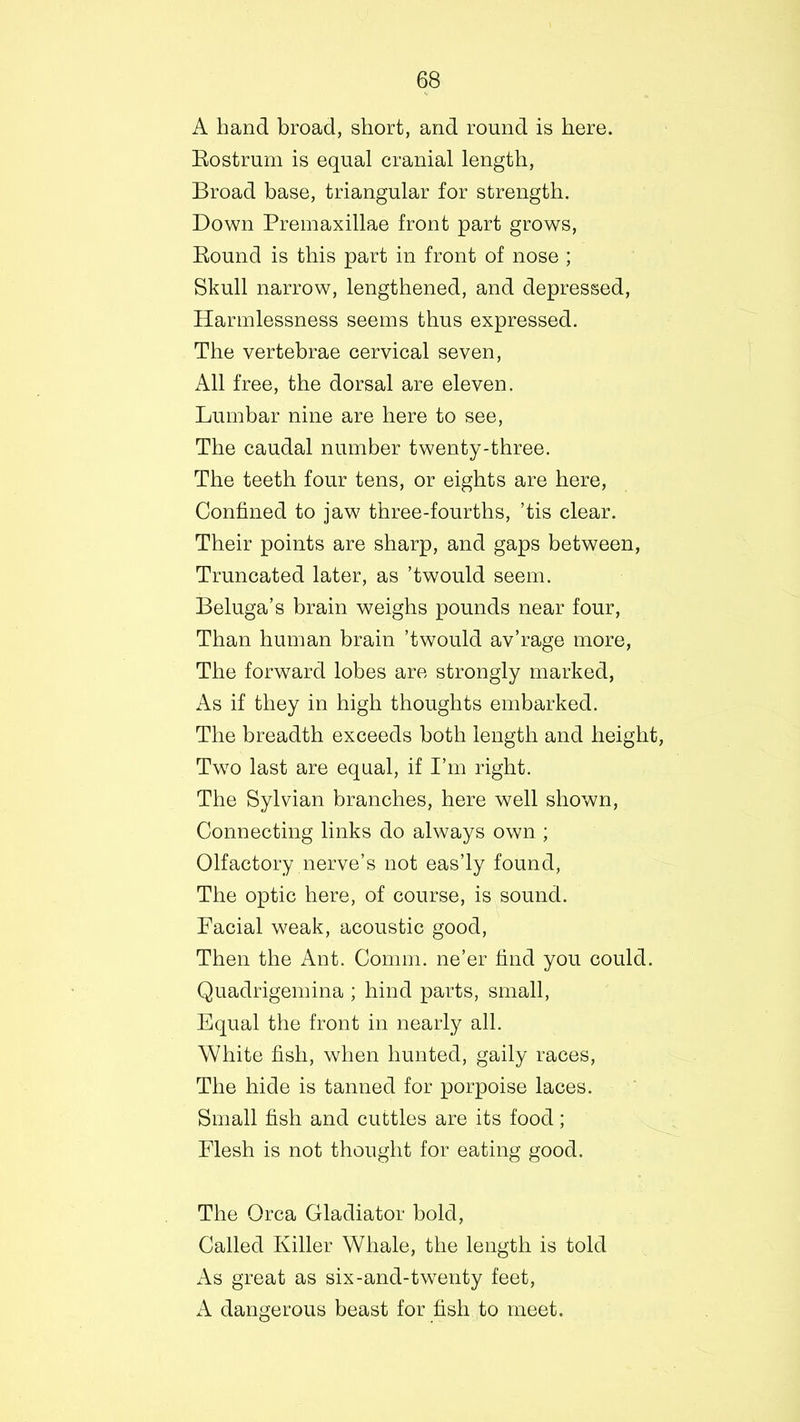 A hand broad, short, and round is here. Rostrum is equal cranial length, Broad base, triangular for strength. Down Premaxillae front part grows, Round is this part in front of nose ; Skull narrow, lengthened, and depressed, Harmlessness seems thus expressed. The vertebrae cervical seven, All free, the dorsal are eleven. Lumbar nine are here to see, The caudal number twenty-three. The teeth four tens, or eights are here, Confined to jaw three-fourths, ’tis clear. Their points are sharp, and gaps between, Truncated later, as ’twould seem. Beluga’s brain weighs pounds near four, Than human brain ’twould av’rage more, The forward lobes are strongly marked, As if they in high thoughts embarked. The breadth exceeds both length and height, Two last are equal, if I’m right. The Sylvian branches, here well shown, Connecting links do always own ; Olfactory nerve’s not eas’ly found, The optic here, of course, is sound. Facial weak, acoustic good, Then the Ant. Comm, ne’er find you could. Quadrigemina ; hind parts, small, Equal the front in nearly all. White fish, when hunted, gaily races, The hide is tanned for porpoise laces. Small fish and cuttles are its food; Flesh is not thought for eating good. The Orca Gladiator bold, Called Killer Whale, the length is told As great as six-and-twenty feet, A dangerous beast for fish to meet.