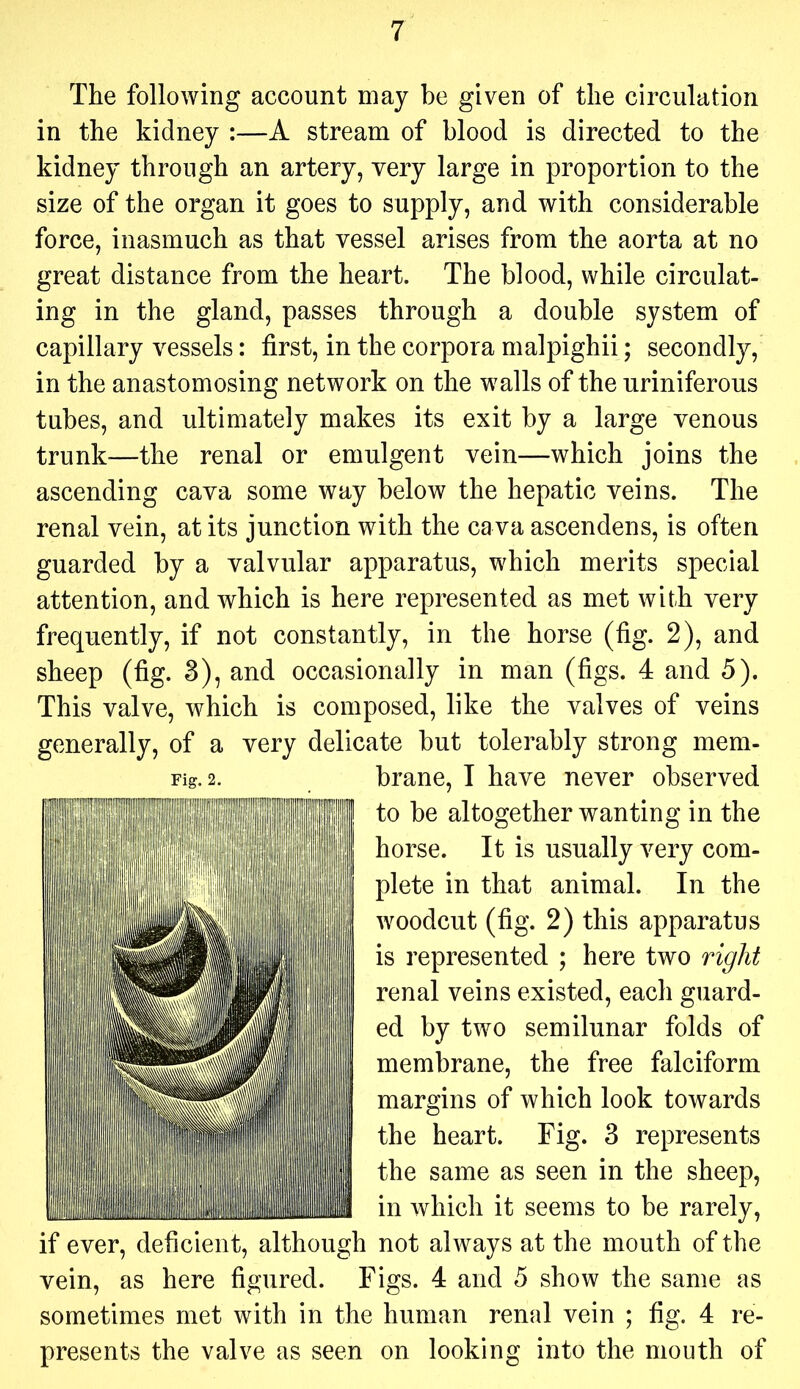 The following account may be given of the circulation in the kidney :—A stream of blood is directed to the kidney through an artery, very large in proportion to the size of the organ it goes to supply, and with considerable force, inasmuch as that vessel arises from the aorta at no great distance from the heart. The blood, while circulat- ing in the gland, passes through a double system of capillary vessels: first, in the corpora malpighii; secondly, in the anastomosing network on the walls of the uriniferous tubes, and ultimately makes its exit by a large venous trunk—the renal or emulgent vein—which joins the ascending cava some way below the hepatic veins. The renal vein, at its junction with the cava ascendens, is often guarded by a valvular apparatus, which merits special attention, and which is here represented as met with very frequently, if not constantly, in the horse (fig. 2), and sheep (fig. 8), and occasionally in man (figs. 4 and 5). This valve, which is composed, like the valves of veins generally, of a very delicate but tolerably strong mem- if ever, deficient, although not always at the mouth of the vein, as here figured. Figs. 4 and 5 show the same as sometimes met with in the human renal vein ; fig. 4 re- presents the valve as seen on looking into the mouth of Fig. 2. brane, I have never observed to be altogether wanting in the horse. It is usually very com- plete in that animal. In the woodcut (fig. 2) this apparatus is represented ; here two right renal veins existed, each guard- ed by two semilunar folds of membrane, the free falciform margins of which look towards the heart. Fig. 3 represents the same as seen in the sheep, in which it seems to be rarely.