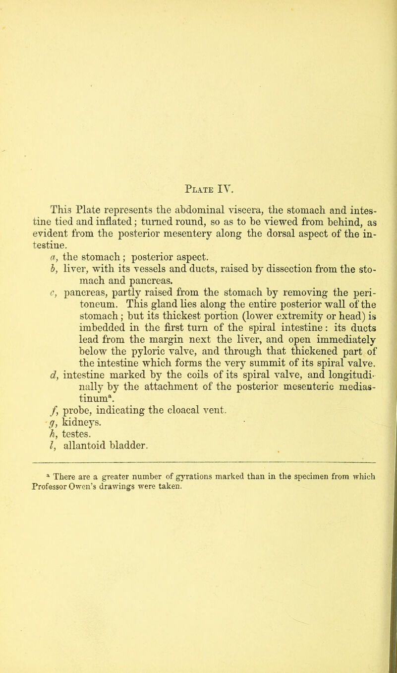 This Plate represents the abdominal viscera, the stomach and intes- tine tied and inflated; turned round, so as to be viewed from behind, as evident from the posterior mesentery along the dorsal aspect of the in- testine. a, the stomach; posterior aspect. b, liver, with its vessels and ducts, raised by dissection from the sto- mach and pancreas. c, pancreas, partly raised from the stomach by removing the peri- toneum. This gland lies along the entire posterior wall of the stomach; but its thickest portion (lower extremity or head) is imbedded in the first turn of the spiral intestine: its ducts lead from the margin next the liver, and open immediately below the pyloric valve, and through that thickened part of the intestine which forms the very summit of its spiral valve. d, intestine marked by the coils of its spiral valve, and longitudi- nally by the attachment of the posterior mesenteric medias- tinum*. /, probe, indicating the cloacal vent. g, kidneys. h, testes. I, allantoid bladder. a There are a greater number of gyrations marked than in the specimen from which Professor Owen’s drawings were taken.