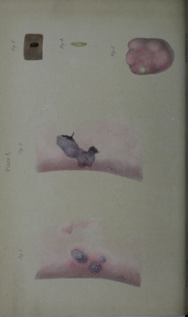 digitised image 2