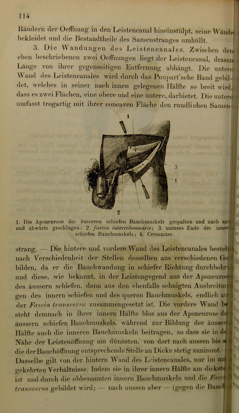 Rändern der Oeffnung in den Leistencanal hinein,stülpt, seine Wände bekleidet und die Bestandteile des Samenstranges umhüllt. 3. Die Wandungen des Leistencanal es. Zwischen dei eben beschriebenen zwei Oeffnungen liegt der Leistencanal, dessei Länge von ihrer gegenseitigen Entfernung abhängt. Die unter Wand des Leistencanales wird durch das Poupart'sche Band gebil- det. welches in seiner nach innen gelegenen Hälfte so breit wird, dass es zwei Flächen, eine obere und eine untere, darbietet. Die untere umfasst trogartig mit ihrer concaven Fläche den rundlichen Samen- 1. Die Aponeurose des äusseren schiefen Bauchmuskels gespalten und nach aui und abwärts geschlagen; 2. fascia mtercolvmnaris; 3. unteres Ende des inner schiefen Bauchmuskels; 4. Cremaster. sträng. — Die hintere und vordere Wand des Leistencanales besteh nach Verschiedenheit der Stellen desselben aus verschiedenen G« bilden, da er die Bauchwandung in schiefer Richtung durchbohr* und diese, wie bekannt, in der Leistengegend aus der Aponeuros des äussern schiefen, dann aus den ebenfalls sehnigten Ausbreitiu gen des innern schiefen und des queren Bauchmuskels, endlich ai der Fascia transversa zusammengesetzt ist. Die vordere Wand h« steht demnach in ihrer innern Hälfte blos aus der Aponeurose dt äussern schiefen Bauchmuskels, während zur Bildung der äusseit Hälfte auch die inneren Bauchmuskeln beitragen, so dass sie in d<i Nähe der Leistenöffnnng am dünnsten, von dort nach aussen bis die der Bauchöffnung entsprechende Stelle an Dicke stetig zunimmt. Dasselbe gilt von der hintern Wand des Leistencanales, nur im ur gekehrten Verhältnisse. Indem sie in ihrer innern Hälfte am dickst« O j ist und durch die obbenannten innern Bauchmuskeln und die Fasel transversa gebildet wird; — nach aussen aber— (gegen die Bauclr|