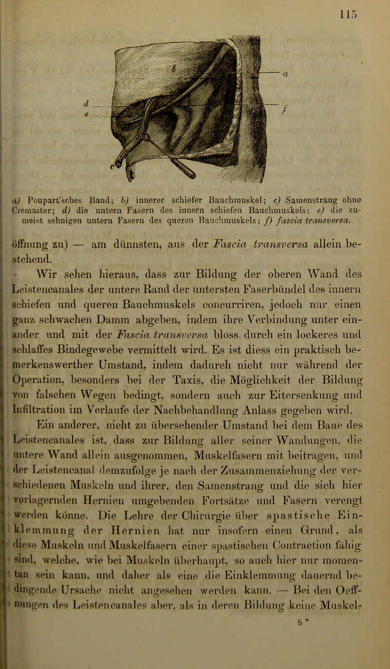 a) Poupart’sches Band; b) innerer schiefer Bauchmuskel; c) Samenstrang ohne Cremaster; d) die untern Fasern des inuern schiefen Bauchmuskels; e) die zu- meist sehnigen untern Fasern des queren Bauchmuskels; f) fascia transversa. Öffnung zu) — am dünnsten, aus der Fascia transversa allein be- stehend. Wir sehen hieraus, dass zur Bildung der oberen Wand des Leistencanales der untere Rand der untersten Faserbündel des innern schiefen und queren Bauchmuskels concurriren, jedoch nur einen ganz schwachen Damm abgeben, indem ihre Verbindung unter ein- ander und mit der Fascia transversa bloss durch ein lockeres und schlaffes Bindegewebe vermittelt wird. Es ist diess ein praktisch be- merkenswerther Umstand, indem dadurch nicht nur während der Operation, besonders bei der Taxis, die Möglichkeit der Bildung von falschen Wegen bedingt, sondern auch zur Eitersenkung und Infiltration im Verlaufe der Nachbehandlung Anlass gegeben wird. Ein anderer, nicht zu übersehender Umstand bei dem Baue des Leistencanales ist, dass zur Bildung aller seiner Wandungen, die untere Wand allein ausgenommen, Muskelfasern mit beitragen, und der Leistencanal demzufolge je nach der Zusammenziehung der ver- schiedenen Muskeln und ihrer, den Samenstrang und die sich hier I vorlagernden Hernien umgebenden Fortsätze und Fasern verengt werden könne. Die Lehre der Chirurgie über spastische Ein- kl emmung der Hernien hat nur insofern einen Grund, als diese Muskeln und Muskelfasern einer spastischen Contraction fähig sind, welche, wie bei Muskeln überhaupt, so auch hier nur momen- tan sein kann, und daher als eine die Einklemmung dauernd be- dingende Ursache nicht angesehen werden kann. — Bei den Oeff- nungen des Leistencanales aber, als in deren Bildung keine Muskel- & *