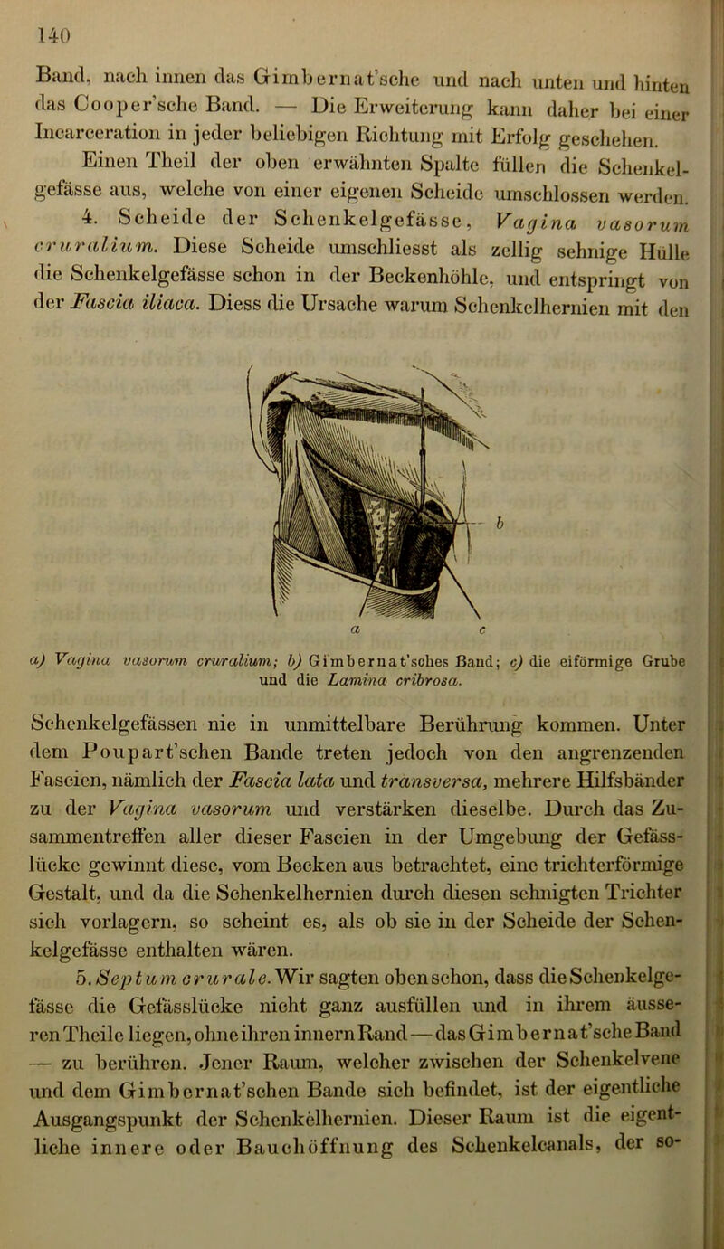 Band, nach innen das Gimbernat’sche und nach unten und hinten das Cooper’sche Band. — Die Erweiterung kann daher bei einer Incarceration in jeder beliebigen Richtung mit Erfolg geschehen. Einen Theil der oben erwähnten Spalte füllen die Schenkel- gefässe aus, welche von einer eigenen Scheide umschlossen werden. 4. Scheide der Schenkelgefässe, Vagina vasorum cruralium. Diese Scheide umschliesst als zellig sehnige Hülle die Schenkelgefässe schon in der Beckenhöhle, und entspringt von der Fascia iliaca. Diess die Ursache warum Schenkelhernien mit den a) Vagina a c vasorum cruralium; b) Gimbernat’sohes Band; c) die eiförmige Grube und die Lamina cribrosa. Schenkelgefässen nie in unmittelbare Berührung kommen. Unter dem Poupart’schen Bande treten jedoch von den angrenzenden Faseien, nämlich der Fascia lata und transversa, mehrere Hilfsbänder zu der Vagina vasorum und verstärken dieselbe. Durch das Zu- sammentreffen aller dieser Faseien in der Umgebung der Gefäss- lücke gewinnt diese, vom Becken aus betrachtet, eine trichterförmige Gestalt, und da die Schenkelhernien durch diesen sehnigten Trichter sich vorlagern, so scheint es, als ob sie in der Scheide der Schen- kelgefässe enthalten wären. 5. Sep t u m c r u r a l e. Wir sagten oben schon, dass die Schenkelge- fässe die Geiasslücke nicht ganz ausfüllen und in ihrem äusse- ren Theile liegen, ohne ihren innern Rand — das Gim b e r n at’sche Band — zu berühren. Jener Raum, welcher zwischen der Schenkelvene und dem Gimbernat’schen Bande sich befindet, ist der eigentliche Ausgangspunkt der Schenkelhernien. Dieser Raum ist die eigent- liche innere oder Bauchöffnung des Schenkelcanals, der so-