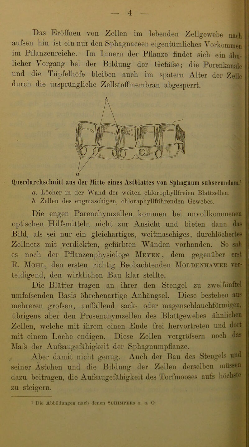 anfsen bin. ist ein nur den Spliagnaceen eigentümliches Vorkommen im Pflanzenreiche. Im Innern der Pflanze findet sich ein ähn- licher Vorgang bei der Bildung der Gefäfse; die Porenkanäle I und die Tüpfelhöfe bleiben auch im spätem Alter der Zelle j durch die ursprüngliche Zellstoffmembran abgesperrt. Qiierdurclischnitt aus (lei* Mitte eines Astblattes von Sphagnum snbsecnndum.1 ci. Löcher in der Wand der weiten chlorophyllfreien Blattzellen. b. Zellen des engmaschigen, chloraphyllführenden Gewebes. Die engen Parenchymzellen kommen bei unvollkommenen optischen Hilfsmitteln nicht zur Ansicht und bieten dann das Bild, als sei nur ein gleichartiges, weitmaschiges, durchlöchertes Zellnetz mit verdickten, gefärbten Wänden vorhanden. So sah es noch der Pflanzenphysiologe Me YEN, dem gegenüber erst E. Mohl, den ersten richtig Beobachtenden Moldenhaweb ver- teidigend, den wirklichen Bau klar stellte. Die Blätter tragen an ihrer den Stengel zu zweifünftel umfafsenden Basis öhrehenartige Anhängsel. Diese bestehen aus mehreren grofsen, auffallend sack- oder magenschlauchföruiigeu, übrigens aber den Prosenchymzellen des Blattgewebes ähnlichen Zellen, welche mit ihrem einen Ende frei hervortreten und dort mit einem Loche endigen. Diese Zellen vergröfsem noch das Mals der Aufsaugefähigkeit der Sphagnumpflanze. Aber damit nicht genug. Auch der Bau des Stengels und seiner Ästchen und die Bildung der Zellen derselben müssen dazu beitragen, die Aufsaugefähigkeit des Torfmooses aufs höchste zu steigern. Die Abbildungen nach denen SCUIMl’ERs a. a. O.