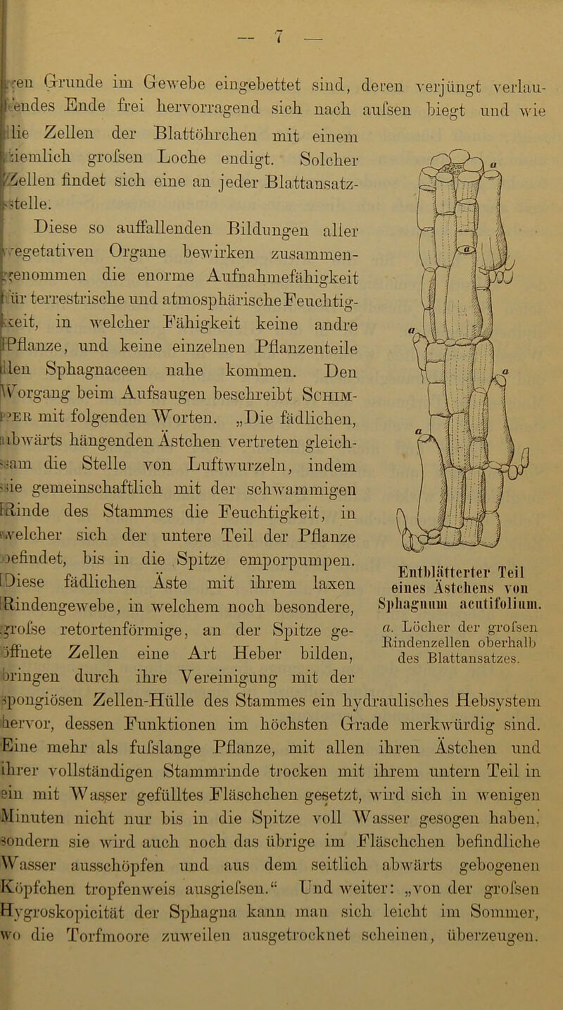 Lren (pminde im Gewebe eingebettet sind, deren verjüngt verlau- tendes Ende frei hervorragend sich nach aufsen biegt und wie Hie Zellen der Blattöhrchen mit einem ziemlich grofsen Loche endigt. Solcher Hellen findet sich eine an jeder Blattansatz- Stelle. Diese so auffallenden Bildungen aller vegetativen Organe bewirken zusammen - genommen die enorme Aufnahmefähigkeit rar terrestrische und atmosphärische Feuchtig- keit, in welcher Fähigkeit keine andre IPflanze, und keine einzelnen Pflanzenteile den Sphagnaceen nahe kommen. Den Vorgang beim Aufsaugen beschreibt Schim- l >eh mit folgenden Worten. „Die fädlichen, ii ibwärts hängenden Ästchen vertreten gleich- sam die Stelle von Luftwurzeln, indem sie gemeinschaftlich mit der schwammigen blinde des Stammes die Feuchtigkeit, in welcher sich der untere Teil der Pflanze jefindet, bis in die Spitze emporpumpen. [ Diese fädlichen Äste mit ihrem laxen Bindengewebe, in welchem noch besondere, Sphagnum acutitolium. grofse retortenförmige, an der Spitze ge- a- Uöcher der grofsen ..jx- , rr ii • . . TT , . .. , Rindenzellen oberhalb Jttnete Zellen eine Art Heber bilden, cies Blattansatzes. bringen durch ihre Vereinigung mit der spongiösen Zellen-Hülle des Stammes ein hydraulisches Hebsystem hervor, dessen Funktionen im höchsten Grade merkwürdig sind. Eine mehr als fufslange Pflanze, mit allen ihren Ästchen und ihrer vollständigen Stammrinde trocken mit ihrem untern Teil in ein mit Wasser gefülltes Fläschchen gesetzt, wird sich in weuigen Minuten nicht nur bis in die Spitze voll Wasser gesogen haben, sondern sie wird auch noch das übrige im Fläschchen befindliche Wasser ausschöpfen und aus dem seitlich abwärts gebogenen Köpfchen tropfenweis ausgiefsen.‘: Und weiter: „von der grofsen Hygroskopicität der Sphagna kann man sich leicht im Sommer, wo die Torfmoore zuweilen ausgetrocknet scheinen, überzeugen. Entblätterter Teil eines Ästchens von