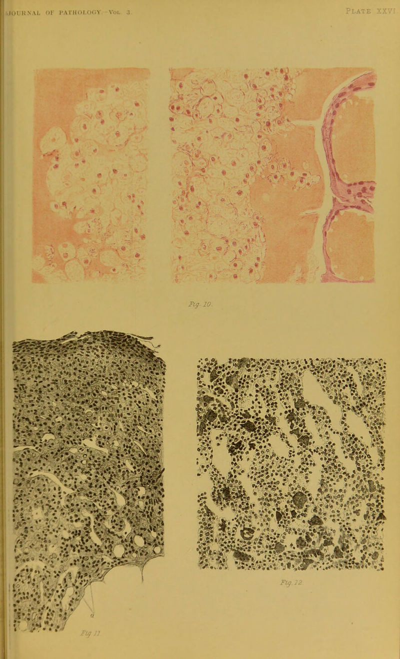 • lOlKNAl. fir I’A niOl.UC.Y Viil. ;l Plate 10. & O'# ‘ if' • *%%%' ■ 4gi9m.p:t •At ' yk k\^ ¥1^12