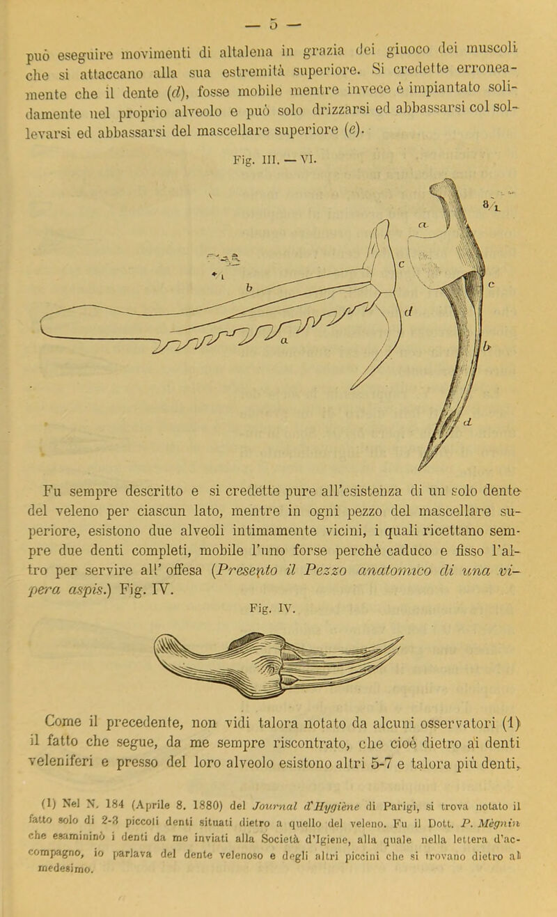 può eseguire movimenti di altalena in grazia dei giuoco dei muscoli che si attaccano alla sua estremità superiore. Si credette erronea- mente che il dente (d), fosse mobile mentre invece è impiantato soli- damente nel proprio alveolo e può solo drizzarsi ed abbassai si col sol- levarsi ed abbassarsi del mascellare superiore (c). Fig. III. — VI. Fu sempre descritto e si credette pure all’esistenza di un solo dente- dei veleno per ciascun lato, mentre in ogni pezzo del mascellare su- periore, esistono due alveoli intimamente vicini, i quali ricettano sem- pre due denti completi, mobile l’uno forse perchè caduco e fìsso l’al- tro per servire all’ offesa [Presexito il Pezzo anatomico di una m- ■perra aspis.) Fig. IV. Fig. IV. Come il precedente, non vidi talora notato da alcuni osservatori (1) il fatto che segue, da me sempre riscontrato, che cioè dietro ai denti veleniferi e presso del loro alveolo esistono altri 5-7 e talora più denti^ (I) Nel N. 184 (Aprile 8. 1880) del Journal d'Hygiène di Parigi, si trova notato il fatto solo di 2-8 piccoli denti situati dietro a quello del veleno. Fu il Dott. P. Mègnin che esaminino i denti da me inviati alla Società, d’igiene, alla quale nella lettera d’ac- compagno, io parlava del dente velenoso e degli altri piccini che si trovano dietro al medesimo.