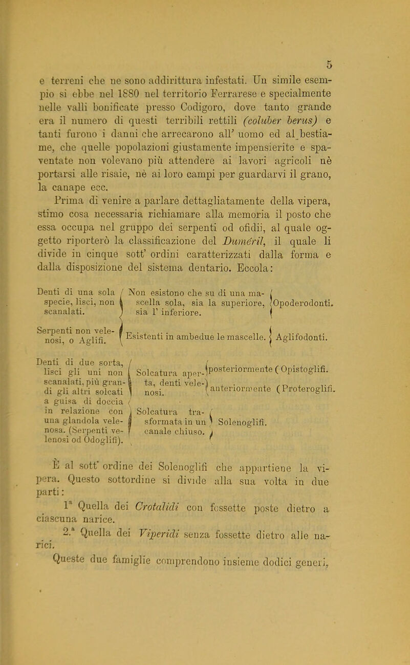 e terreni che ne sono addirittura infestati. Un simile esem- pio si ebbe nel 1880 uel territorio Ferrarese e specialmente nelle valli bonificate presso Codigoro, dove tanto grande era il numero di questi terribili rettili (coluher berus) e tanti furono i danni che arrecarono alF uomo ed al bestia- me, che quelle popolazioni giustamente impensierite e spa- ventate non volevano più attendere ai lavori agricoli nè portarsi alle risaie, nè ai loro campi per guardarvi il grano, la canape ecc. Prima di venire a parlare dettagliatamente della vipera, stimo cosa necessaria richiamare alla memoria il posto che essa occupa nel gruppo dei serpenti od ofìdii, al quale og- getto riporterò la classificazione del Duméril, il quale li divide in cinque sott’ ordini caratterizzati dalla forma e dalla disposizione del sistema dentario. Eccola: Denti di una sola Non esistono che su di una ma- specie, lisci, non k scella sola, sia la superiore, scanalati. j sia 1’ inferiore. Serpenti non vele- 8 „ . , . , , no«i o A^lifi \ esistenti m ambedue le mascelle. ^ O * \ Opoderodonti. Aglifodonti. Denti di due sorta, lisci gli uni non scanalati, più gran- di gli altri solcati a guisa di doccia in relazione con una glandola vele- nosa. (Serpenti ve- lenosi od Odoglifi). [ Solcatura apRrjpo^eriormente ( Opistoglifi. ^ nosf611^ 'e'6 ^‘Seriormente ( Proteroglifi. j Solcatura tra- , | sformata in un ’ Solenoglifi. f canale chiuso, j L al sott ordine dei Soleuoglifi che appartiene la vi- pera. Questo sottordine si divide alla sua volta in due parti : 1‘ Quella dei Crotalidi cou fossette poste dietro a ciascuna narice. 2 * Quella dei Viperidi senza fossette dietro alle mi- rici. Queste due famiglie comprendono insieme dodici geneii.