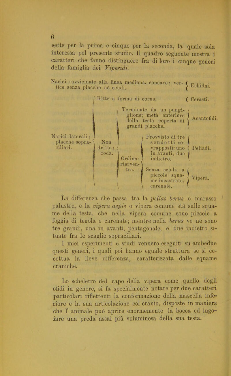 sette per la prima e cinque per la seconda, la quale sola interessa pel presente studio. Il quadro seguente mostra i caratteri che fanno distinguere fra di loro i cinque generi della famiglia dei Viperidi. Narici ravvicinate alla linea mediana, concave ; ver- ( „ ... . tice senza placche nè scudi. ( hchidm. ! Ritte a forma di corna. ( Cerasti. Narici laterali; placche sopra- ciliari. Non dritte ; coda. Terminate da un pungi- glione; metà anteriore della testa coperta di grandi placche. Provvisto di tre scudetti so- vrapposti: uno in avanti, due indietro. Acantofìdi. Peliadi. Ordina- ! ria; ven- ' tre. Senza scudi, a i piccole scjua- ) y. me incastrate, J 1Pel a‘ carenate. La differenza che passa tra la pelias beras o marasso palustre, e la vipera aspis o vipera comune sta sulle squa- me della testa, che nella vipera comune sono piccole a foggia di tegola e carenate; mentre nella bencs ve ne sono tre grandi, una in avauti, pentagonale, e due indietro si- tuate fra le scaglie sopraciliari. I miei esperimenti e studi vennero eseguiti su ambedue questi generi, i quali poi hanno eguale struttura se si ec- cettua la lieve differenza, caratterizzata dalle squame craniche. Lo scheletro del capo della vipera come quello degli ofidi in genere, si fa specialmente notare per due caratteri particolari riflettenti la conformazione della mascella infe- riore e la sua articolazione col cranio, disposte in maniera che 1’ animale può aprire enormemente la bocca ed ingo- iare una preda assai più voluminosa della sua testa.