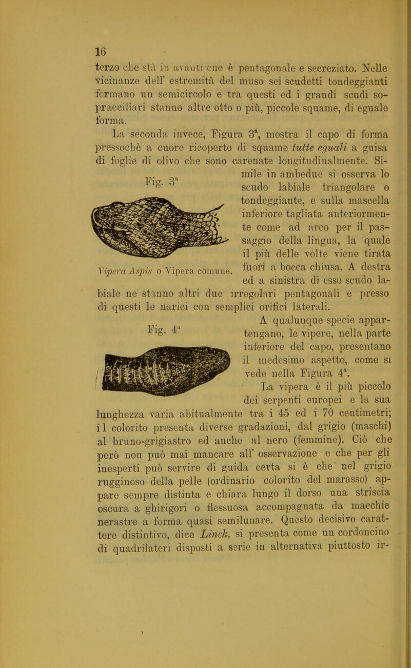 terzo che stà in avanti cne è pentagonale e secreziato. Nelle vicinanze dell’ estremità del muso sei scudetti tondeggianti formano un semicircolo e tra questi ed i grandi scudi so- pracciliari stanno altre otto o più, piccole squame, di eguale forma. La seconda invece, Figura 3a, mostra il capo di forma pressoché a cuore ricoperto di squame tutte eguali a guisa di foglie di olivo che sono carenate longitudinalmente. Si- mile in ambedue si osserva lo scudo labiale triangolare o tondeggiante, e sulla mascella inferiore tagliata anteriormen- te come ad arco per il pas- saggio della lingua, la quale il più delle volte viene tirata Vipera Aspis o Vipera comune. ^uor* a bocca chiusa. A destra ed a sinistra di esso scudo la- biale ne stanno altri due irregolari pentagonali e presso di questi le narici con semplici orifici laterali. A qualunque specie appar- tengano, le vipere, nella parte inferiore del capo, presentano il medesimo aspetto, come si vede nella Figura 4a. La vipera è il più piccolo dei serpenti europei e la sua lunghezza varia abitualmente tra i 45 ed i 70 centimetri; il colorito presenta diverse gradazioni, dal grigio (maschi) al bruno-grigiastro ed anche al nero (femmine). Ciò che pei’ò non può mai mancare all’ osservazione e che per gli inesperti può servire di guida certa si è che' nel grigio rugginoso della pelle (ordinario colorito del marasso) ap- pare sempre distinta e chiara lungo il dorso uua striscia oscura a ghirigori o flessuosa accompagnata da macchie nerastre a forma quasi semilunare. Questo decisivo carat- tere distintivo, dice Linde, si presenta come un cordoncino di quadrilateri disposti a serie in alternativa piuttosto ir-