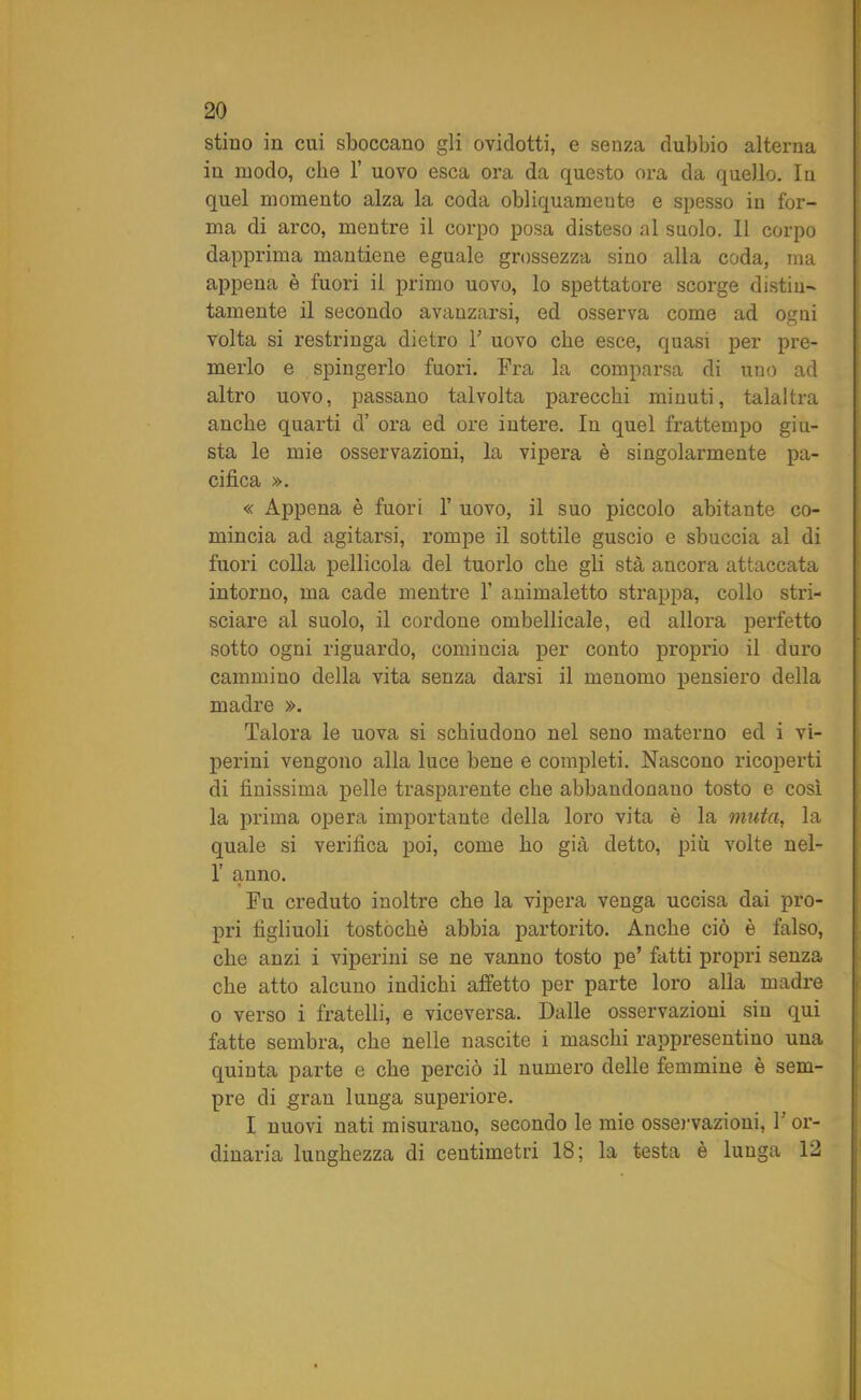 stino in cui sboccano gli ovidotti, e senza dubbio alterna in modo, che 1’ uovo esca ora da questo ora da quello. In quel momento alza la coda obliquamente e spesso in for- ma di arco, mentre il corpo posa disteso al suolo. Il corpo dapprima mantiene eguale grossezza sino alla coda, ma appena è fuori il primo uovo, lo spettatore scorge distin- tamente il secondo avanzarsi, ed osserva come ad ogni volta si restringa dietro 1’ uovo che esce, quasi per pre- merlo e spingerlo fuori. Fra la comparsa di uno ad altro uovo, passano talvolta parecchi minuti, talaltra anche quarti d’ ora ed ore intere. In quel frattempo giu- sta le mie osservazioni, la vipera è singolarmente pa- cifica ». « Appena è fuori 1’ uovo, il suo piccolo abitante co- mincia ad agitarsi, rompe il sottile guscio e sbuccia al di fuori colla pellicola del tuorlo che gli sta ancora attaccata intorno, ma cade mentre 1’ animaletto strappa, collo stri- sciare al suolo, il cordone ombellicale, ed allora perfetto sotto ogni riguardo, comincia per conto proprio il duro cammino della vita senza darsi il menomo pensiero della madre ». Talora le uova si schiudono nel seno materno ed i vi- perini vengono alla luce bene e completi. Nascono ricoperti di finissima pelle trasparente che abbandonano tosto e così la prima opera importante della loro vita è la muta, la quale si verifica poi, come ho già detto, più volte nel- 1’ anno. Fu creduto inoltre che la vipera venga uccisa dai pro- pri figliuoli tostocbè abbia partorito. Anche ciò è falso, che anzi i viperini se ne vanno tosto pe’ fatti propri senza che atto alcuno indichi affetto per parte loro alla madre o verso i fratelli, e viceversa. Dalle osservazioni sin qui fatte sembra, che nelle nascite i maschi rappresentino una quinta parte e che perciò il numero delle femmine è sem- pre di gran lunga superiore. I nuovi nati misurano, secondo le mie osservazioni, F or- dinaria lunghezza di ceutimetri 18; la testa è lunga 12
