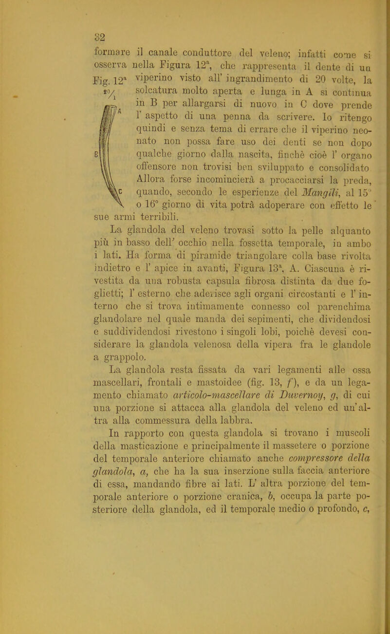 formare il canale conduttore del veleno; infatti come si osserva nella Figura 12a, che rappresenta il dente di un Fig. 12a Operino visto all’ ingrandimento di 20 volte, la so/ solcatura molto aperta e lunga in A si continua in B per allargarsi di nuovo in C dove prende 1’ aspetto di una penna da scrivere, lo ritengo quindi e senza tema di errare che il viperino neo- nato non possa fare uso dei denti se non dopo qualche giorno dalla nascita, finché cioè 1’ organo offensore non trovisi ben sviluppato e consolidato Allora forse incomincierà a procacciarsi la preda, quando, secondo le esperienze del Mangili, al 15° o 16° giorno di vita potrà adoperare con effetto le sue armi terribili. La glandola del veleno trovasi sotto la pelle alquanto più in basso dell' occhio nella fossetta temporale, iu ambo i lati. Ha forma di piramide triangolare colla base rivolta indietro e 1’ apice in avanti, Figura 13a, A. Ciascuna è ri- vestita da una robusta capsula fibrosa distinta da due fo- glietti; 1’ esterno che adeiisce agli organi circostanti e l’in- terno che si trova intimamente connesso col parenchima glandolare nel quale manda dei sopimenti, che dividendosi e suddividendosi rivestono i singoli lobi, poiché devesi con- siderare la glandola velenosa della vipera fra le glaudole a grappolo. La glandola resta fissata da vari legamenti alle ossa mascellari, frontali e mastoidee (fig. 13, /'), e da un lega- mento chiamato articolo-mascellare eli Duvernoy, g, di cui una porzione si attacca alla glandola del veleno ed un’al- tra alla commessura della labbra. In rapporto con questa glandola si trovano i muscoli della masticazione e principalmente il massetere o porzione del tempoi’ale anteriore chiamato anche compressore della glandola, a, che ha la sua inserzione sulla faccia anteriore di essa, mandando fibre ai lati. L’ altra porzione del tem- porale anteriore o porzione cranica, b, occupa la parte po- steriore della glandola, ed il temporale medio o profondo, c,