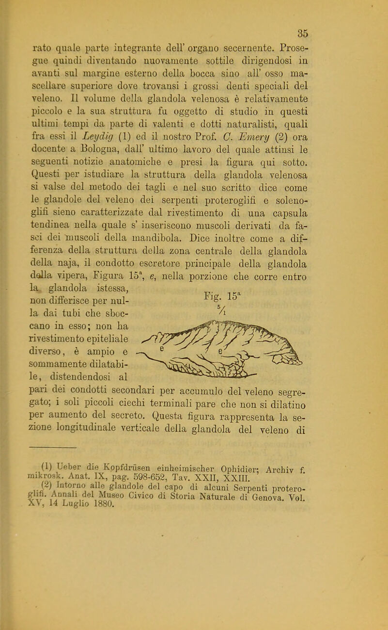 rato quale parte integrante dell’ organo secernente. Prose- gue quindi diventando nuovamente sottile dirigendosi in avanti sul margine esterno della bocca sino all’ osso ma- scellare superiore dove trovansi i grossi denti speciali del veleno. 11 volume della glandola velenosa è relativamente piccolo e la sua struttura fu oggetto di studio in questi ultimi tempi da parte di valenti e dotti naturalisti, quali fra essi il Leydig (1) ed il nostro Prof. C. Emery (2) ora docente a Bologna, dall’ ultimo lavoro del quale attinsi le seguenti notizie anatomiche e presi la figura qui sotto. Questi per istudiare la struttura della glandola velenosa si valse del metodo dei tagli e nel suo scritto dice come le glandole del veleno dei serpenti proteroglifi e soleno- glifì sieno caratterizzate dal rivestimento di una capsula tendinea nella quale s’ inseriscono muscoli derivati da fa- sci dei muscoli della mandibola. Dice inoltre come a dif- ferenza della struttura della zona centrale della glandola della naja, il condotto escretore principale della glandola della vipera, Figura 15a, e, nella porzione che corre entro la glandola istessa, non differisce per nul- ^ la dai tubi che sboc- ^ cano in esso; non ha rivestimento epiteliale diverso, è ampio e sommamente dilatabi- le, distendendosi al pari dei condotti secondari per accumulo del veleno segre- gato; i soli piccoli ciechi terminali pare che non si dilatino per aumento del secreto. Questa figura rappresenta la se- zione longitudinale verticale della glandola del veleno di (1) Leber die Kopfdriisen einheimischer Ophidier: Archiv f rnikro.sk. Anat. IX, pag. 598-652, Tav. XXII, XXIII. . Intorno alle glandole del capo di alcuni Serpenti protero- ghfi. AnMh dd Museo Civico di Storia Naturale di Genova. Voi. Xv, 14 Luglio 1880.