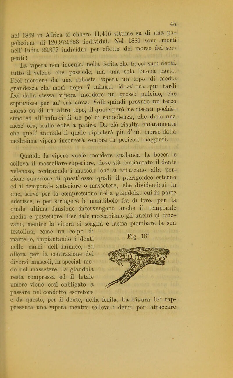 nel 1869 in Africa si ebbero 11,416 vittime su eli una po- polazione di 120,972,663 individui. Nel 1881 sono morti nell’ India 22,377 individui per effetto del morso dei ser- penti ! La vipera non inocula, nella ferita che fa coi suoi denti, tutto il veleno che possiede, ma una sola buona parte. Feci mordere da una robusta vipera un topo di media grandezza che morì dopo 7 minuti. Mezz ora più taidi feci dalla stessa vipera mordere un grosso pulcino, che sopravisse per un’ ora circa. Volli epiindi provare un terzo morso su di un altro topo, il quale però ne risentì pochis- simo ed all’ infuori di un po’ di sonnolenza, che durò una mezz’ ora, nulla ebbe a patire. Da ciò risulta chiaramente che quell’ animale il quale riporterà più d’ un morso dalla medesima vipera incorrerà sempre in pericoli maggiori. Quando la vipera vuole mordere spalanca la bocca e solleva il mascellare superiore, dove stà impiantato il dente velenoso, contraendo i muscoli che si attaccano alla por- zione superiore di quest’ osso, quali il pterigoideo esterno ed il temporale anteriore o massetere, che dividendosi in due, serve per la compressione della glandola, cui in parte aderisce, e per stringere le mandibole fra di loro, per la quale ultima funzione intervengono anche il temporale medio e posteriore. Per tale meccanismo gli uncini si driz- zano, mentre la vipera si scaglia e lascia piombare la sua testolina, come un colpo di martello, impiantando i denti nelle carni dell’ inimico, ed allora per la contrazione dei diversi muscoli, in special mo- do del massetere, la glandola resta compressa ed il letale umore viene cosi obbligato a passare nel condotto escretore e da questo, per il dente, nella ferita. La Figura lSa rap- presenta una vipera mentre solleva i denti per attaccare