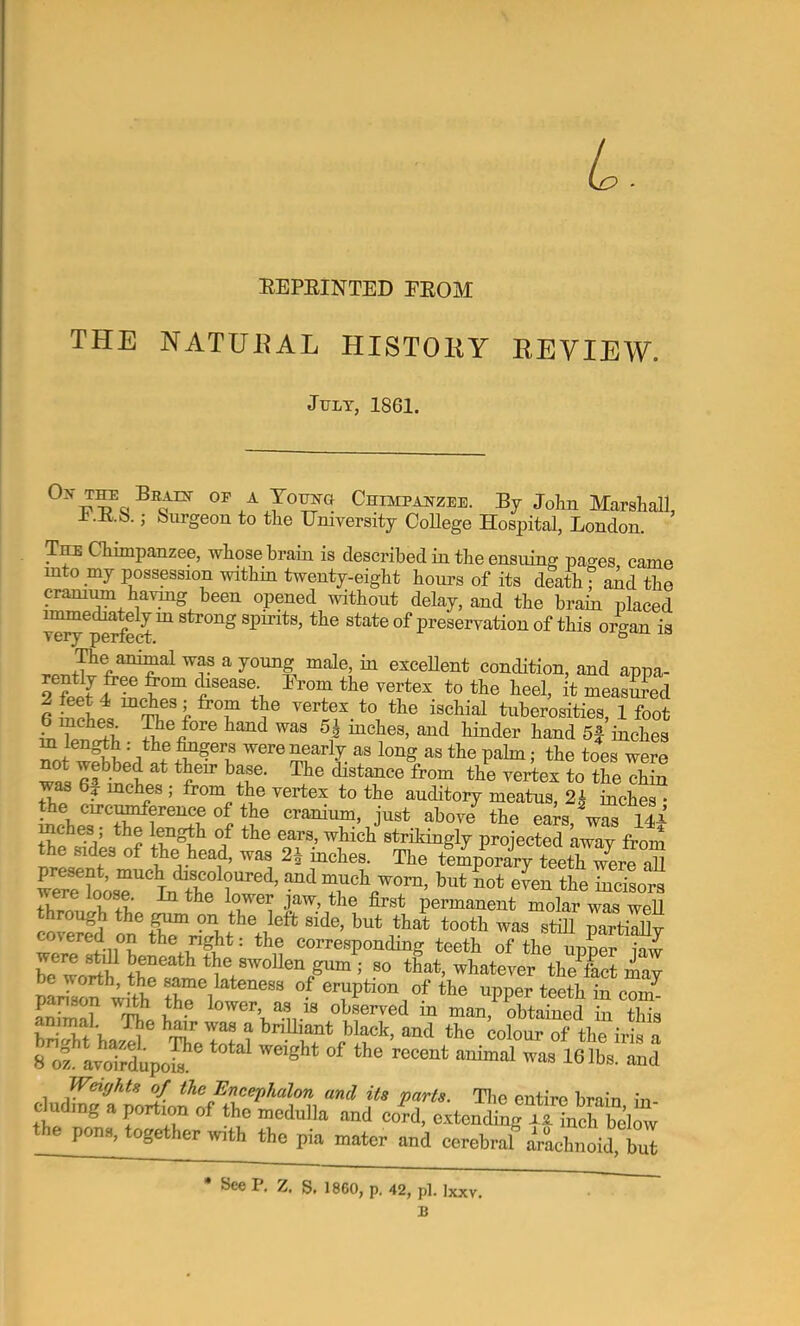 L EEPKINTED FEOM THE NATUEAL HISTOKY REVIEW. July, 1861. Chiaipauzee. By John Marshall, I.K.8.; burgeon to the University CoUege Hospital, London. Tm Chimpanzee, whose brain is described in the ensuing pages, came into _my possession within twenty-eight hours of its death; and the crami^ havnig been opened without delay, and the brain placed immediately in strong spirits, the state of preservation of this or^^an is very perfect. t? ^ ^ “ exceUent condition, and appa- were nearly as long as the palm; the toes were not webbed at their base. The distance from the vertex to the chm was 6j mches ; from the vertex to the auditory meatus, 2^ inch^^ the circi^ereime of the cranium, just above the ears, wS 14^ inches • the length of the ears, which strihingly projected away from the sides of the head, was 2^ inches. The temporary teeth wer7aU wct??oosT''U^the ^ much worn, but not wen the incisors ^ ^ permanent molar was well covS on%1irr,Vhf partially coier^ on the right: the corresponding teeth of the upper iaw Worth' tS ‘’J®,g““ : ?» aat, whatever the’&ct may parisOT wS, “f erupbon of the upper teeth in eom^ Sal TT.O .« observed in man, obtained in this St hard The Mo? bnUiant b^k, and the colour of the iris a 8 ol avoirdupok^ * ™ Weights ^ the Encephalon and its parts. Tiie entire brain in clouding a portion of the medulla and cord, extending X5. inch below the pons, together with the pia mater and cerebraf lirUnoid, bul See P. Z, S. 1860, p. 42, pi. Jxxv. B