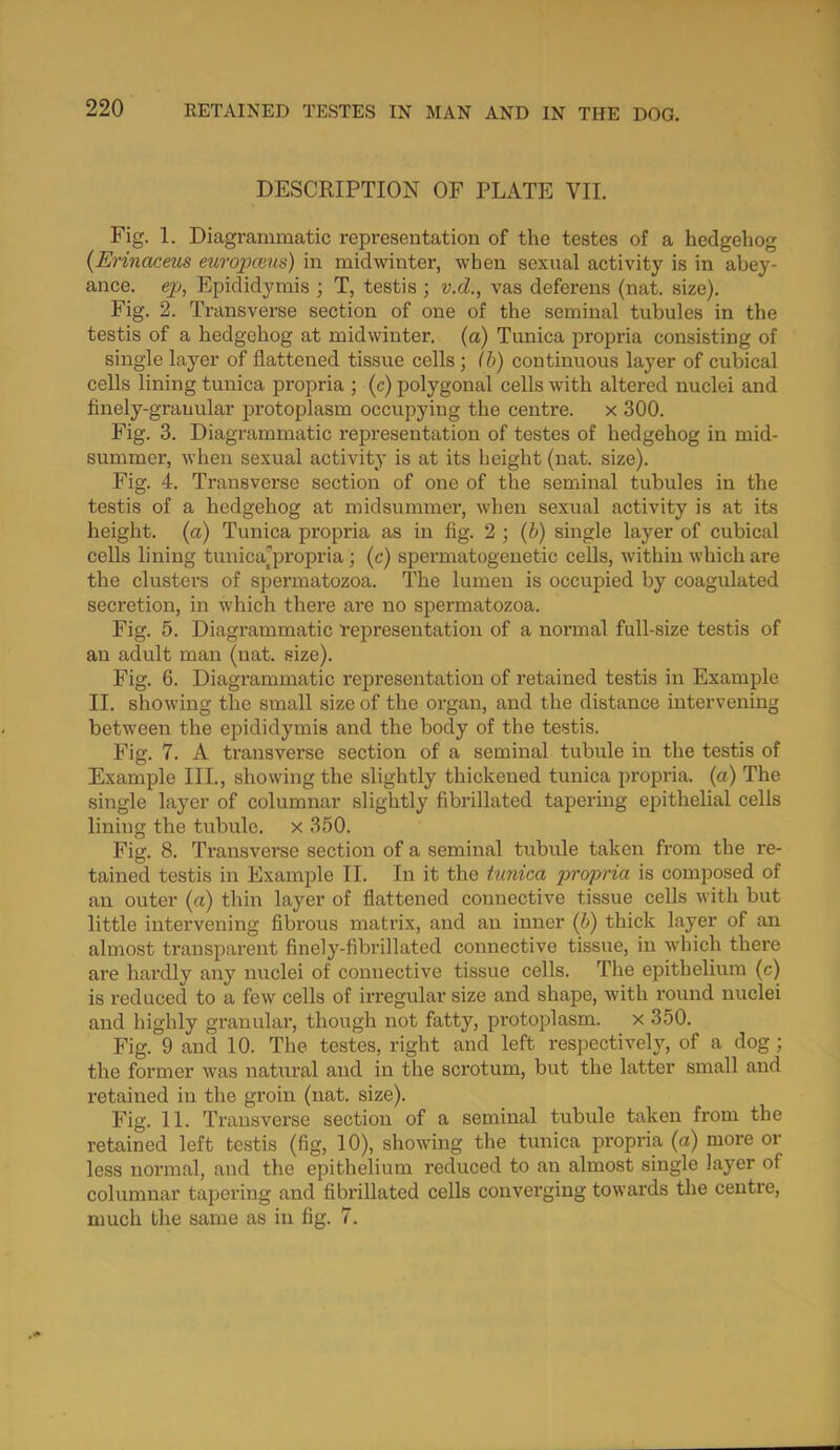 DESCRIPTION OF PLATE VII. Fig. 1. Diagrammatic representation of the testes of a hedgehog (Erinaceus europceus) in midwinter, when sexual activity is in abey- ance. ep, Epididymis ; T, testis ; v.d., vas deferens (nat. size). Fig. 2. Transverse section of one of the seminal tubules in the testis of a hedgehog at midwinter, (a) Tunica propria consisting of single layer of flattened tissue cells ; (b) continuous layer of cubical cells lining tunica propria ; (c) polygonal cells with altered nuclei and finely-grauular protoplasm occupying the centre. x 300. Fig. 3. Diagrammatic representation of testes of hedgehog in mid- summer, when sexual activity is at its height (nat. size). Fig. 4. Transverse section of one of the seminal tubules in the testis of a hedgehog at midsummer, when sexual activity is at its height, (a) Tunica propria as in fig. 2 ; (b) single layer of cubical cells lining tunica'propria; (c) spermatogenetic cells, within which are the clusters of .spermatozoa. The lumen is occupied by coagulated secretion, in which there are no spermatozoa. Fig. 5. Diagrammatic representation of a normal full-size testis of an adult man (nat. size). Fig. 6. Diagrammatic representation of retained testis in Example II. showing the small size of the organ, and the distance intervening between the epididymis and the body of the testis. Fig. 7. A transverse section of a seminal tubule in the testis of Example III., showing the slightly thickened tunica propria, (a) The single layer of columnar slightly fibrillated tapering epithelial cells lining the tubule, x 350. Fig. 8. Transverse section of a seminal tubule taken from the re- tained testis in Example II. In it the tunica propria is composed of an outer (a) thin layer of flattened connective tissue cells with but little intervening fibrous matrix, and an inner (6) thick layer of an almost transparent finely-fibrillated connective tissue, in which there are hardly any nuclei of connective tissue cells. The epithelium (c) is reduced to a few cells of irregular size and shape, with round nuclei and highly granular, though not fatty, protoplasm, x 350. Fig. 9 and 10. The testes, right and left respectively, of a dog; the former was natural and in the scrotum, but the latter small and retained in the groin (nat. size). Fig. 11. Transverse section of a seminal tubule taken from the retained left testis (fig, 10), showing the tunica propria (a) more or less normal, and the epithelium reduced to an almost single layer of columnar tapering and fibrillated cells converging towards the centre, much the same as in fig. 7.