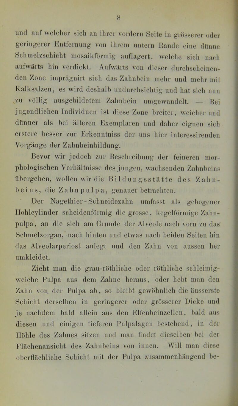 und auf welcher sich an ihrer vordem Seite in grosserer oder geringerer Entfernung von ihrem untern Kandc eine dlinne Schmelzschicht mosaikförmig auflagert, welche sich nach aufwärts hin verdickt. Aufwärts von dieser durchscheinen- den Zone imprägnirt sich das Zahnbein mehr und mehr mit Kalksalzen, es wird deshalb undurchsichtig und hat sich nun ,zu völlig ausgebildetem Zahnbein umgewandelt. — Bei jugendlichen Individuen ist diese Zone breiter, weicher und dünner als bei älteren Exemplaren und daher eignen sich erstere besser zur Erkenntniss der uns hier interessirenden Vorgänge der Zahnbeinbildung. Bevor wir jedoch zur Beschreibung der feineren mor- phologisclien Verhältnisse des jungen, wachsenden Zahnbeins übergehen, wollen wir die Bildungsstätte des Zahn- beins, die Z a h n p u 1 p a, genauer betrachten. Der Nagethier-Schneidezahn umfasst als gebogener Ilohlcylinder scheidenförmig die grosse, kegelförmige Zahn- pulpa, an die sich am Grunde der Alveole nach vorn zu das Schmelzorgan, nach hinten und etwas nach beiden Seiten hin das Alveolarperiost anlegt und den Zahn von aussen her umkleidet. Zieht man die grau-röthliche oder röthliche schleimig- weiche Pulpa aus dem Zahne heraus, oder hebt man den Zahn von. der Pulpa ab, so bleibt gewöhnlich die äusserste Schicht derselben in geringerer oder grösserer Dicke und je nachdem bald allein aus den Elfenbeinzellen, bald aus diesen und einigen tieferen Pulpalagen bestehend, in der Höhle des Zahnes sitzen und man findet dieselben l)ei der Flächenansicht des Zahnbeins von innen. Will man diese oberflächliche Schicht mit der Pulpa zusammenhängend he-