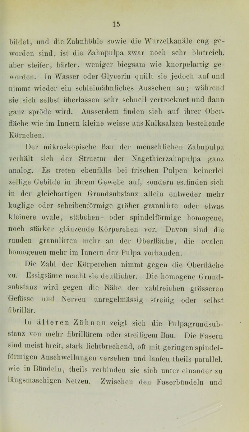 bildet, und die Zahnhöhle sowie die Wurzelkauäle eng ge- worden sind, ist die Zahnpulpa zwar noch sehr blutreich, aber steifer, härter, weniger biegsam wie knorpelartig ge- worden. In Wasser oder Glycerin quillt sie jedoch auf und nimmt wieder ein schleimähnliches Aussehen an; während sie sich selbst überlassen sehr schnell vertrocknet und dann ganz spröde wird. Ausserdem finden sich auf ihrer Obei- tläche wie im Innern kleine weisse aus Kalksalzen bestehende Körnchen. Der mikroskopische Bau der menschlichen Zahnpulpa verhält sich der Structur der Nagethierzahnpulpa ganz analog. Es treten ebenfalls bei frischen Pulpen keinerlei zellige Gebilde in ihrem Gewebe auf, sondern es.finden sich in der gleichartigen Grundsubstanz allein entweder mehr kuglige oder scheibenförmige gröber granulirte oder etwas kleinere ovale, Stäbchen- oder spindelförmige homogene, noch stärker glänzende Körperchen vor. Davon sind die runden granulirten mehr an der Oberfläche, die ovalen homogenen mehr im Innern der Pulpa vorhanden. Die Zahl der Körperchen nimmt gegen die Oberfläche zu. Essigsäure macht sie deutlicher. Die homogene Grund- substanz wird gegen die Nähe der zahlreichen grösseren Gefässe und Nerven unregelmässig streifig oder selbst fibrillär. In älteren Zähnen zeigt sich die Pulpagrundsub- stanz von mehr fibrillärem oder streifigem Bau. Die Fasern sind meist breit, stark lichtbrechend, oft mit geringen spindel- förmigen Anschwellungen versehen und laufen theils parallel, wie in Bündeln, theils verbinden sie sich unter einander zu längsmaschigen Netzen. Zwischen den Faserbündeln und