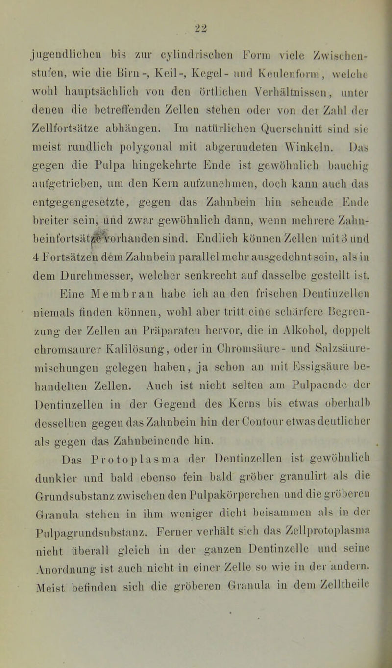jiig-eii(lliclicii bis zur cyliiidrisclicn Form viele Zwisclien- stufen, wie die liirii-, Keil-, Kegel - und Keulenform, welche wohl luiuptsäehlieh von den örtli(dien Verhältnissen, unter denen die hetreffenden Zellen stehen oder von der Zahl der Zellfortsätze ahhängen. Im natürlichen Querschnitt sind sie meist rundlich polygonal mit ahgerundeten Winkeln. Das gegen die Pulpa hingekehrte Ende ist gewöhnlich hauchig aufgetriehen, um den Kern aufzunehmen, doch kann auch das entgegengesetzte, gegen das Zahnhein hin sehende Ende breiter sein, und zwar gewöhnlich dann, wenn mehrere Zahn- heinfortsät^^Vorhanden sind. Endlich können Zellen mit 3 und 4 Fortsätzen dem Zahnbein parallel mehr ausgedehnt sein, als in dem Durchmesser, welcher senkrecht auf dasselbe gestellt ist. Eine Membran habe ich an den frischen Dentinzcllcn niemals finden können, wohl aber tritt eine schärfere IJegren- zung der Zellen an Präparaten hervor, die in Alkohol, doppelt chromsaurer Kalilösung, oder in Chronisäure- und Salzsäure- mischungen gelegen haben, ja schon an mit Essigsäure be- handelten Zellen. Auch ist nicht selten am Pulpaende der Dentinzellen in der Gegend des Kerns bis etwas o))erhalh desselben gegen das Zahnbein hin der Contour etwas deutlicher als gegen das Zahnheinende hin. Das Protoplasma der Dentinzellen ist gewöhnlich dunkler und bald ebenso fein bald gröber grauulirt als die Grundsuhstanz zwischen den Pulpakörperchen und die gröberen Granula stehen in ihm weniger dicht beisammen als in der Pulpagrundsuhstanz. Ferner verhält sich das Zellprotoplasma nicht überall gleich in der ganzen Dentinzelle und seine Anordnung ist auch nicht in einer Zelle so wie in der andern. Meist belinden sich die gröberen Granula in dem Zelltheile