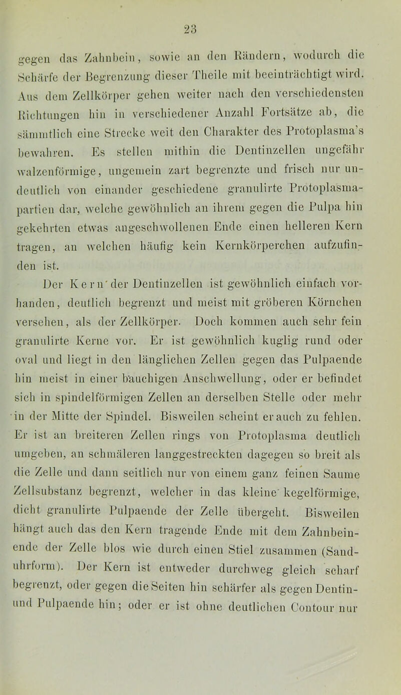 g-eg-eii das Zahnbein, sowie an den Rändern, wodurch die .Schärfe der Begrenzung dieser Theile mit beeinträchtigt wird. Aus dem Zellkörper gehen weiter nach den verschiedensten Richtungen hin in verschiedener Anzahl bortsätze ab, die säniintlich eine Strecke weit den Charakter des Protoplasma s bewahren. Es stellen mithin die Dentinzellen ungefähr walzenförmige, ungemein zart begrenzte und frisch nur un- deutlich von einander geschiedene granulirte Protoplasma- partien dar, welche gewöhnlich an ihrem gegen die Pulpa hin gekehrten etwas angeschwolleneu Ende einen helleren Kern tragen, au welchen häufig kein Kerukörperchen aiifzutin- deu ist. Der Kern'der Deutinzelleu ist gewöhnlich einfach vor- handen, deutlich begrenzt und meist mit gröberen Körnchen versehen, als der Zellkörper. Doch kommen auch sehr fein granulirte Kerne vor. Er ist gewöhnlich kuglig rund oder oval und liegt in den länglichen Zellen gegen das Pulpaende hin meist in einer h’auchigeu Anschwellung, oder er behudet sich in spiudelföiraigen Zellen au derselben Stelle oder mehr in der Mitte der Spindel. Bisweilen scheint er auch zu fehlen. Er ist an breiteren Zellen rings von Protoplasma deutlich umgeben, an schmäleren langgestreckten dagegen so breit als die Zelle und dann seitlich nur von einem ganz feinen Saume Zellsubstanz begrenzt, welcher in das kleine' kegelförmige, dicht granulirte Pulpaende der Zelle übergeht. Bisweilen hängt auch das den Kern tragende Ende mit dem Zahnbein- ende der Zelle blos wie durch einen Stiel zusammen (Sand- uhifoim). Der Kern ist entweder durchweg gleich scharf begienzt, oder gegen die Seiten hin schärfer als gegen Deutin-