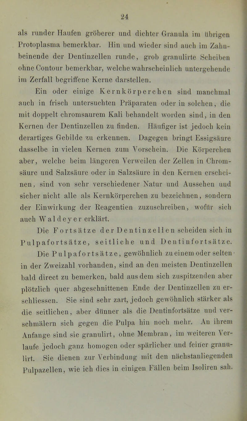als runder Haufen gröberer und dichter Granula irn übrigen Protoplasma bemerkbar. Hin und wieder sind auch im Zalin- beinende der Dentinzellen runde, grob granulirte Scheiben ohneContour bemerkbar, welche wahrscheinlich untergehende im Zerfall begriffene Kerne darstellen. Ein oder einige Kernkörperchen sind manchmal auch in frisch untersuchten Präparaten oder in solchen, die mit doppelt chromsaurem Kali behandelt worden sind, in den Kernen der Dentinzellen zu finden. Häufiger ist jedoch kein derartiges Gebilde zu erkennen. Dagegen bringt Essigsäure dasselbe in vielen Kernen zum Vorschein. Die Körperchen aber, welche beim längeren Verweilen der Zellen in Chrom- säure und Salzsäure oder in Salzsäure in den Kernen erschei- nen, sind von sehr verschiedener Natur und Aussehen uud sicher nicht alle als Kerukörperchen zu bezeichnen, sondern der Einwirkung der Reagentien zuzuschreiben, wofür sich auch W a 1 d e y e r erklärt. Die Fortsätze der Dentinzellen scheiden sich in Pulpafortsätze, seitliche und Dentinfortsätze. Die Pulpafortsätze, gewöhnlich zu einem oder selten ■ in der Zweizahl vorhanden, sind an den meisten Dentinzellen bald direct zu bemerken, bald aus dem sich zuspitzenden aber plötzlich quer abgeschnittenen Ende der Dentinzellen zu er- schliessen. Sie sind sehr zart, jedoch gewöhnlich stärker als die seitlichen, aber dünner als die Dentinfortsätze und ver- schmälern sich gegen die Pulpa hin noch mehr. An ihrem Anfänge sind sie granulirt, ohne Membran, im weiteren Ver- laufe jedoch ganz homogen oder spärlicher und feiner grauu- lirt. Sie dienen zur Verbindung mit den nächstanliegenden Pulpazellen, wie ich dies in einigen Fällen beim Isoliren sah.