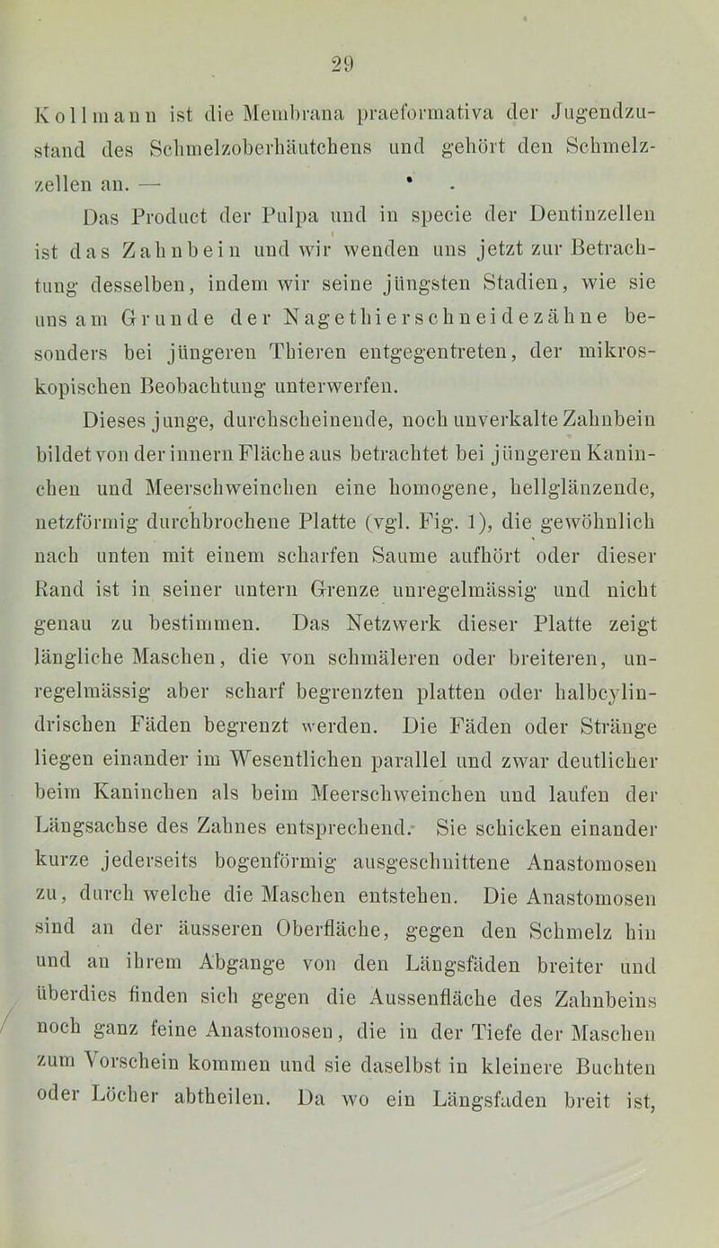 Kol 1111 au 11 ist die Membrana praeforinativa der Jugendzu- stand des Sclimelzoberliäutcheiis und gehört den Scbmelz- zellen au. — • . Das Product der Pulpa und in specie der Dentinzelleu I ist das Zabiibeiii und wir wenden uns jetzt zur Betraeh- tiing desselben, indem wir seine jüngsten Stadien, wie sie uns am Grunde der N ag e tbi e r s c h n ei d e z äli n e be- sonders bei jüngeren Tbieren entgegentreten, der mikros- kopischen Beobachtung unterwerfen. Dieses junge, durchscheinende, noch unverkalte Zahnbein bildet von der innern Fläche aus betrachtet bei jüngeren Kanin- chen und Meerschweinchen eine homogene, hellglänzende, netzförmig durchbrochene Platte (vgl. Fig. 1), die gewöhnlich nach unten mit einem scharfen Saume aufhört oder dieser Rand ist in seiner untern Grenze unregelmässig und nicht genau zu bestimmen. Das Netzwerk dieser Platte zeigt längliche Maschen, die von schmäleren oder breiteren, un- regelmässig aber scharf begrenzten platten oder halbcylin- drischen Fäden begrenzt werden. Die Fäden oder Stränge liegen einander im Wesentlichen parallel und zwar deutlicher beim Kaninchen als beim Meerschweinchen und laufen der Längsachse des Zahnes entsprechend.- Sie schicken einander kurze jederseits bogenförmig ausgeschnittene Anastomosen zu, durchweiche die Maschen entstehen. Die Anastomosen sind an der äusseren Oberfläche, gegen den Schmelz hin und an ihrem Abgänge von den Längsfäden breiter und überdies finden sieb gegen die Aussenfläche des Zahnbeins noch ganz feine Anastomosen, die in der Tiefe der Maschen zum \ erschein kommen und sie daselbst in kleinere Buchten oder Löcher abtheilen. Da wo ein Längsfaden breit ist,