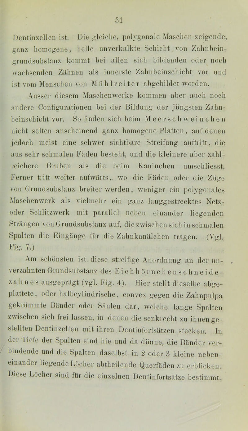 Dentinzellen ist. Die gleiche, polygonale Maschen zeigende, ganz homogene, helle nnverkalkte Schicht von Zahnbein- «TundsLibstanz kommt bei allen sich bildenden oder noch wachsenilen Zähnen als innerste Zahnbeinschicht vor und ist vom Menschen von Mühlreiter abgebildet worden. Ausser diesem Maschenwerke kommen aber auch noch andere Contigurationen bei der Bildung der jüngsten Zahn- beinschicht vor. So finden sich beim M e e r s c h w e i n c h e n nicht selten anscheinend ganz homogene Platten, auf denen jedoch meist eine schwer sichtbare Streifung auftritt, die aus sehr schmalen Fäden besteht, und die kleinere aber zahl- reichere Gruben als die beim Kaninchen umschliesst. Ferner tritt weiter aufwärts,, wo die Fäden oder die Züge von Grundsubstanz breiter werden, weniger ein polygonales Maschenwerk als vielmehr ein ganz langgestrecktes Netz- oder Schlitzwerk mit parallel neben einander liegenden Strängen von Grundsubstanz auf, die zwischen sich in schmalen Spalten die Eingänge für die Zahnkanälchen tragen. (Vgl. Fig. 7.) Am schönsten ist diese streitige Anordnung an der uu- . verzahnten Grundsubstanz des Ei ch h ö rn ch enscbn ei de- zahn e s ausgeprägt (vgl. Fig. 4). Hier stellt dieselbe abge- plattete, oder halbcylindrische, convex gegen die Zahnpulpa gekrümmte Bänder oder Säulen dar, welche lange Spalten zwischen sich frei lassen, in denen die senkrecht zu ihnen ge- stellten Dentinzellen mit ihren Dentinfortsätzen stecken. In der liefe der Spalten sind hie und da dünne, die Bänder ver- / bindende und die Spalten daselbst in 2 oder 3 kleine neben- einander liegende Löcher abtheilende Querfäden zu erblicken. Diese Löcher sind für die einzelnen Dentinfortsätze bestimmt.