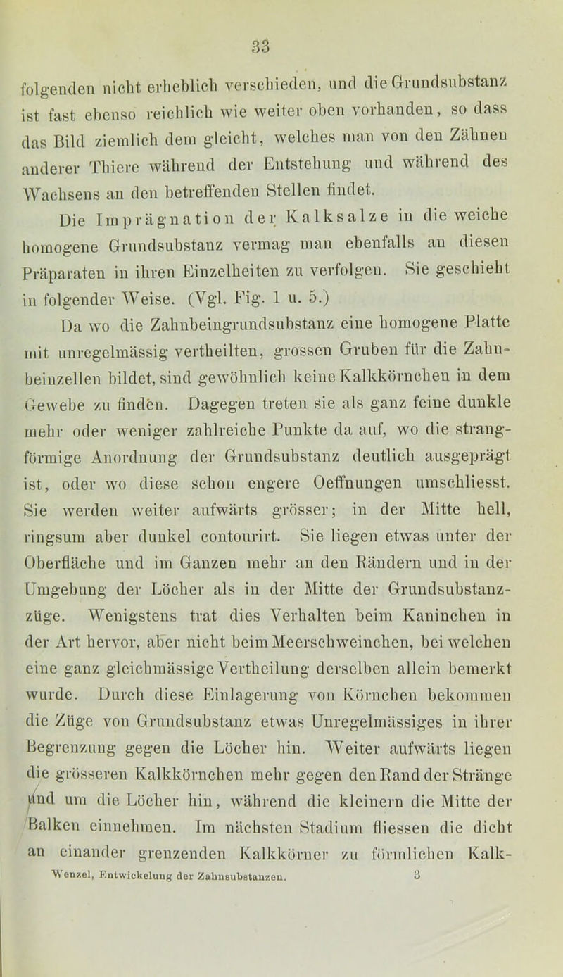 folgenden nicht erheblich verschieden, und die Grundsubstanz ist fast ebenso reichlich wie weiter oben vorhanden, so dass das Bild ziemlich dem gleicht, welches man von den Zähnen anderer ddiiere während der Entstehung und während des Wachsens an den betreibenden Stellen findet. Die Imprägnation der Kalksalze in die weiche homogene Grundsubstanz vermag man ebenfalls an diesen Präparaten in ihren Einzelheiten zu verfolgen. Sie geschieht in folgender Weise. (Vgl. Fig. 1 u. 5.) Da wo die Zahnbeingrundsubstanz eine homogene Platte mit unregelmässig vertheilten, grossen Gruben für die Zahn- beiuzellen bildet, sind gewöhnlich keine Kalkkörnchen in dem Gewebe zu finden. Dagegen treten sie als ganz feine dunkle mehr oder weniger zahlreiche Punkte da auf, wo die strang- förmige Anordnung der Gmndsubstanz deutlich ausgeprägt ist, oder wo diese schon engere Oeffnungen umschliesst. Sie werden weiter aufwärts grösser; in der Mitte hell, ringsum aber dunkel contourirt. Sie liegen etwas unter der Oberfläche und im Ganzen mehr an den Rändern und in der Umgebung der Löcher als in der Mitte der Grundsubstanz- züge. Wenigstens trat dies Verhalten beim Kaninchen in der Art hervor, aber nicht beim Meerschweinchen, bei welchen eine ganz gleichmässige Vertheilung derselben allein bemerkt wurde. Durch diese Einlagerung von Körnchen bekommen die Züge von Grundsubstanz etwas Unregelmässiges in ihrer Begrenzung gegen die Löcher hin. AVeiter aufwärts liegen die grösseren Kalkkörnchen mehr gegen den Rand der Stränge )lnd um die Löcher hin, während die kleinern die Mitte der Balken einnehmen. Im nächsten Stadium fliessen die dicht an einander grenzenden Kalkkörner zu förmlichen Kalk- V enzcl, Kntwickelung der Zabusubatanzeu. ü