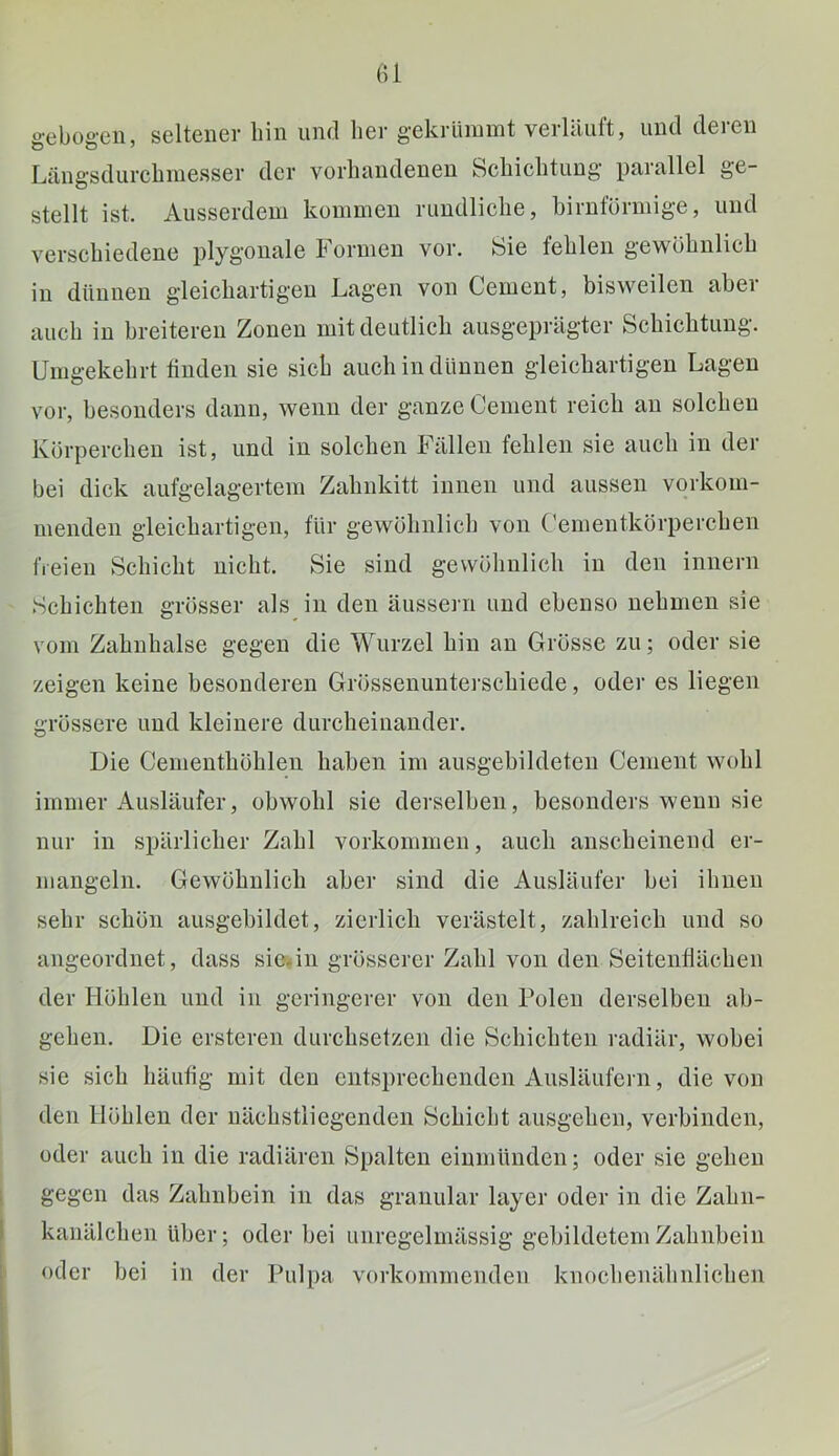 (U gebogen, seltener hin und her gekrliiumt verläuft, und deren Längsdurchiuesser der vorhandenen Schichtung parallel ge- stellt ist. Ausserdem kommen rundliche, bimförmige, und verschiedene plygonale Formen vor. Sie fehlen gewöhnlich in dünnen gleichartigen Lagen von Gement, bisweilen aber auch in breiteren Zonen mit deutlich ausgeprägter Schichtung. Umgekehrt tinden sie sich auch in dünnen gleichartigen Lagen vor, besonders daun, wenn der ganze Gement reich an solchen Körperchen ist, und in solchen Fällen fehlen sie auch in der bei dick aufgelagertem Zahnkitt innen und aussen vorkom- menden gleichartigen, für gewöhnlich von (’ementkörpercheu freien Schicht nicht. Sie sind gewöhnlich in den innern Schichten grösser als in den äussern und ebenso nehmen sie vom Zahnhälse gegen die Wurzel hin an Grösse zu; oder sie zeigen keine besonderen Grössenunterschiede, oder es liegen grössere und kleinere durcheinander. Die Gemeuthöhlen haben im ausgebildeteu Gement wohl immer Ausläufer, obwohl sie derselben, besonders wenn sie nur in spärlicher Zahl Vorkommen, auch anscheinend er- mangeln. Gewöhnlich aber sind die Ausläufer bei ihnen sehr schön ausgebildet, zierlich verästelt, zahlreich und so angeordnet, dass sieAn grösserer Zahl von den Seitenflächen der Höhlen und in geringerer von den Polen derselben ab- gehen. Die ersteren durchsetzen die Schichten radiär, wobei sie sich häufig mit den entsprechenden Ausläufern, die von den Höhlen der nächstliegenden Schiebt ausgehen, verbinden, oder auch in die radiären Spalten eiumünden; oder sie gehen gegen das Zahnbein in das granulär layer oder in die Zahn- kanälchen über; oder bei unregelmässig gebildetem Zahnbein oder bei in der fhdpa vorkommenden knoclienähnlichen