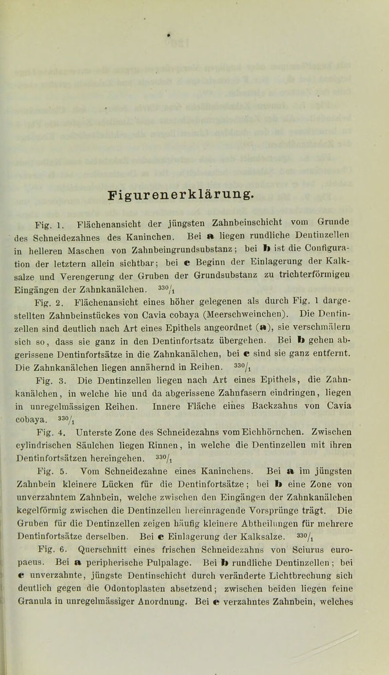 Figur en er klärung. Fig. 1. Flächenansicht der jüngsten Zahnbeinschicht vom Grunde des Schneidezahnes des Kaninchen. Bei a liegen rundliche Deutinzellen in helleren Maschen von Zahnbeingrundsubstanz; bei I» ist die Configura- tion der letztem allein sichtbar; bei c Beginn der Einlagerung der Kalk- salze und Verengerung der Gruben der Grundsubstanz zu trichterförmigen Eingängen der Zahnkanälchen. ^30^/^ Fig. 2. Flächenansicht eines höher gelegenen als durch Fig. 1 darge- stellten Zahnbeinstückes von Cavia cobaya (Meerschweinchen). Die Dentin- zellen sind deutlich nach Art eines Epithels angeordnet (a), sie verschmäleru sich so, dass sie ganz in den Dentinfortsatz übergehen. Bei I> gehen ab- gerissene Dentinfortsätze in die Zahnkanälchen, bei c sind sie ganz entfernt. Die Zahnkanälchen liegen annähernd in Keihen. Fig. 3. Die Dentinzellen liegen nach Art eines Epithels, die Zahn- kanälchen, in welche hie und da abgerissene Zahnfasern eindringen, liegen in unregelmässigen Reihen. Innere Fläche eines Backzahns von Cavia cobaya. ^30/^ Fig. 4. Unterste Zone des Schneidezahns vom Eichhörnchen. Zwischen cylindrischen Säulchen liegen Rinnen, in welche die Dentinzellen mit ihren Dentinfortsätzen hereingehen. 230)^ Fig. 5. Vom Schneidezahne eines Kaninchens. Bei a im jüngsten I Zahnbein kleinere Lücken für die Dentinfortsätze; bei l> eine Zone von ^ unverzahntem Zahnbein, welche zwischen den Eingängen der Zahnkanälchen [ kegelförmig zwischen die Dentinzellen liereinragende Vorsprünge trägt. Die I Gruben für die Dentinzellen zeigen häufig kleinere Abtheilungen für mehrere » Dentinfortsätze derselben. Bei c Einlagerung der Kalksalze. V Eig. 6. Querschnitt eines frischen Schneidezahns von Sciurus euro- paeus. Bei a peripherische Pulpalage. Bei b rundliche Dentinzellen ; bei I e unverzahnte, jüngste Dentinschicht durch veränderte Lichtbrechung sich I deutlich gegen die Odontoplasten absetzend; zwischen beiden liegen feine I Granula in unregelmässiger Anordnung. Bei e verzahntes Zahnbein, welches